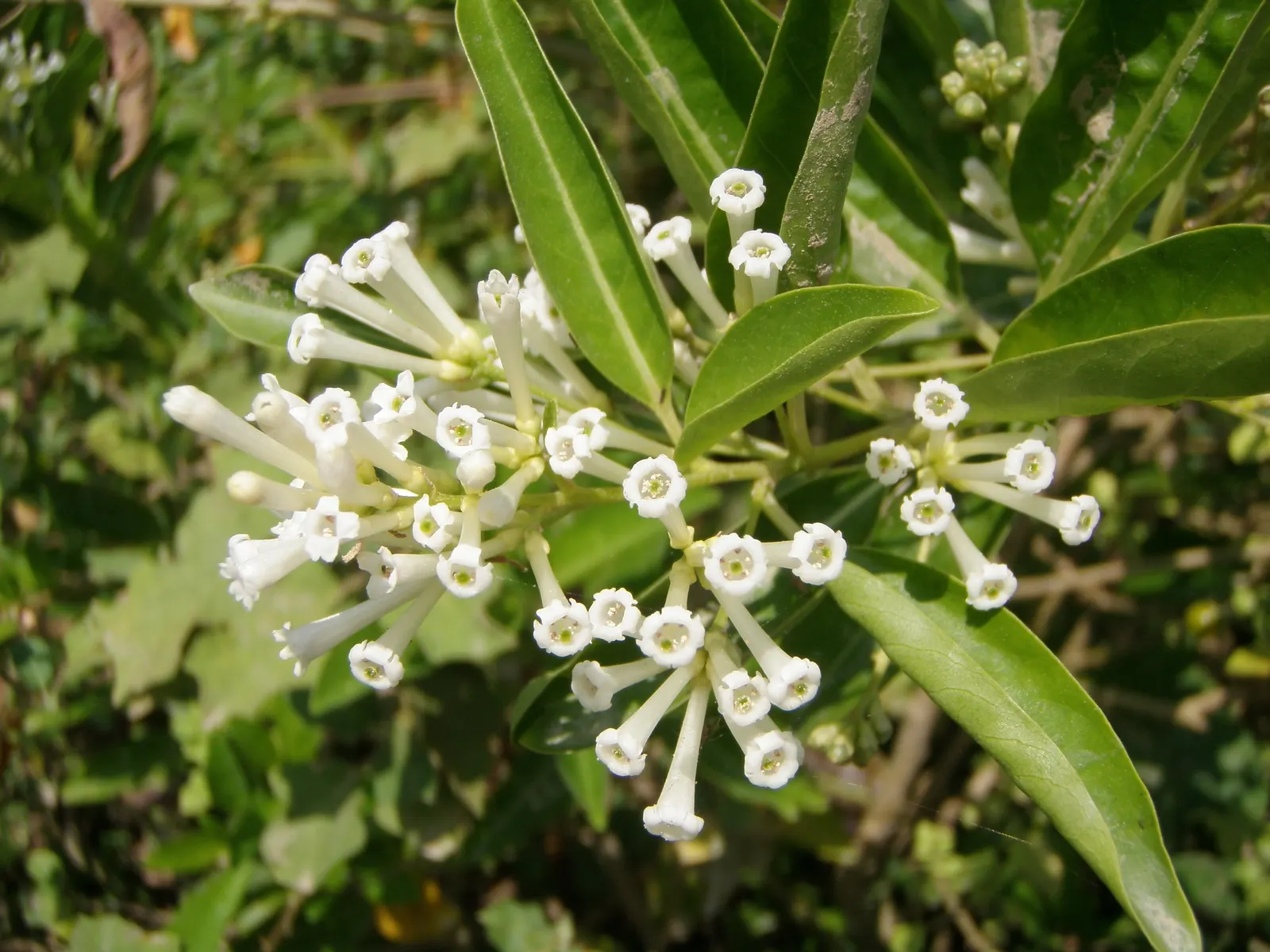 Inkberry (Ilex Glabra) — ability to thrive in a range of soil types, image 50