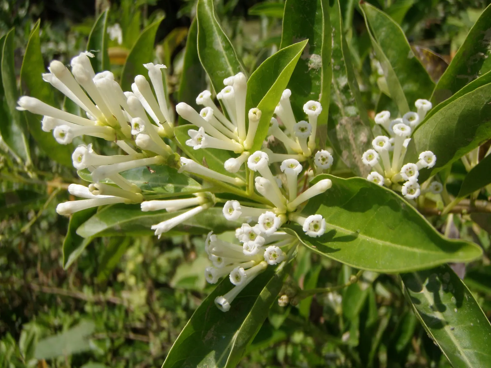 Inkberry (Ilex Glabra) — are attractive to pollinators; is a versatile evergreen shrub native to the eastern United States, image 67