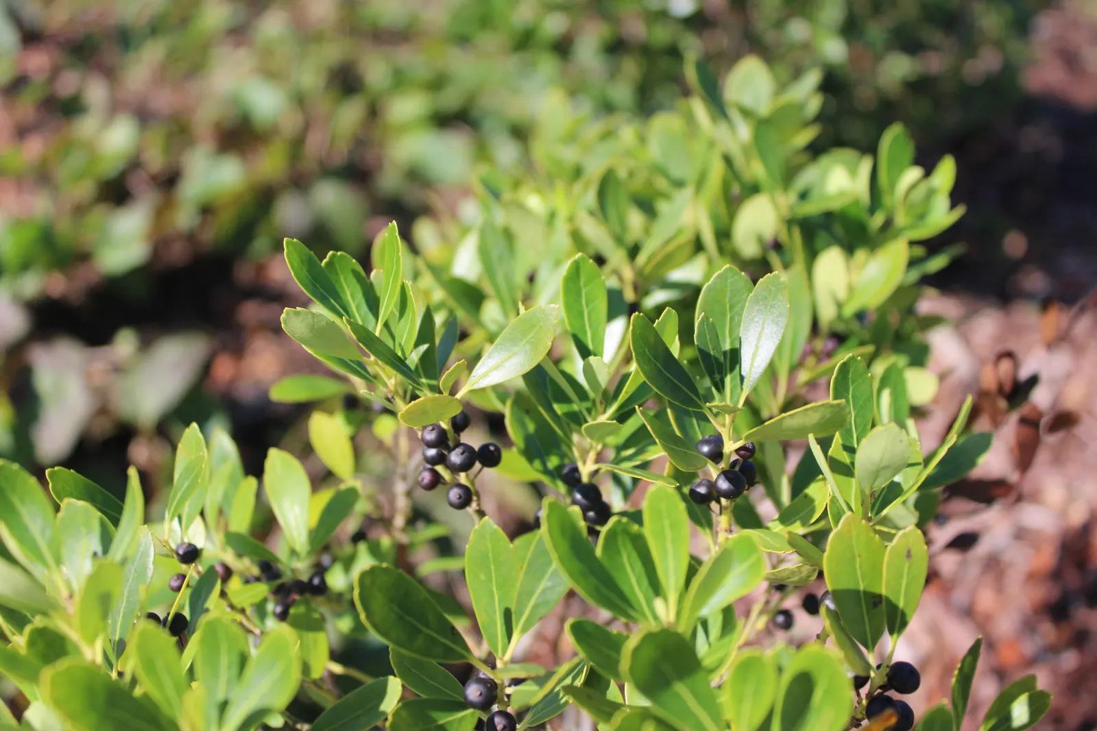 Inkberry (Ilex Glabra) — It can also serve as a striking backdrop for perennial beds or as part of a mixed shrub border; this adaptable native prefers full sun