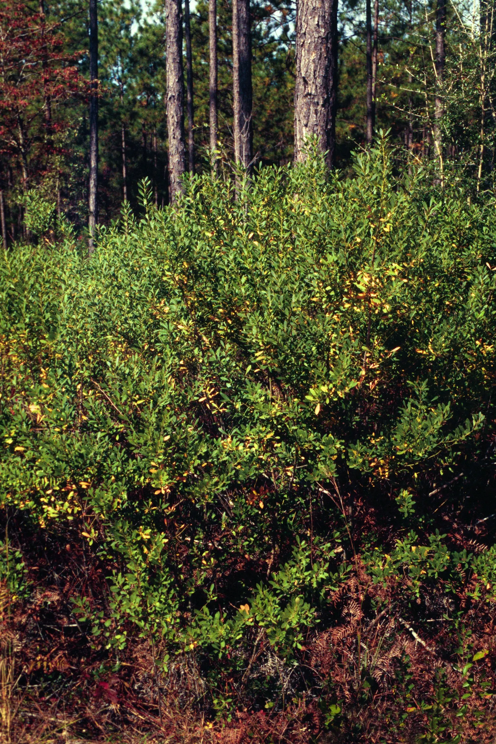 Inkberry (Ilex Glabra) — Pruning maintains size and shape, emphasizing its dense, rounded habit, image 86