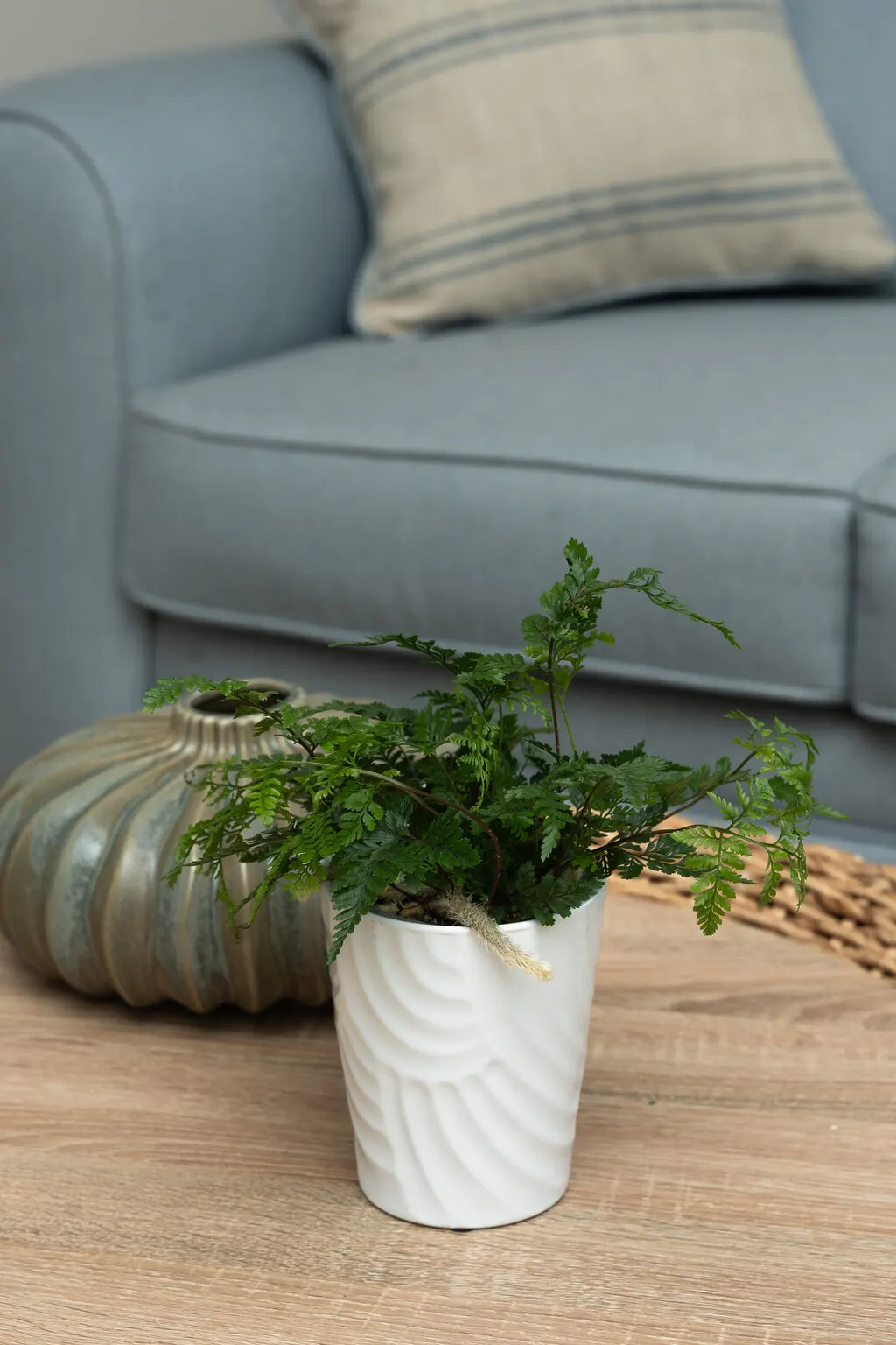 Twilight Tassel™ Rabbit’s Foot Fern (Davallia tyermannii) — The Davallia tyermannii is a compact houseplant known as Twilight Tassel™ Rabbit’s Foot Fern