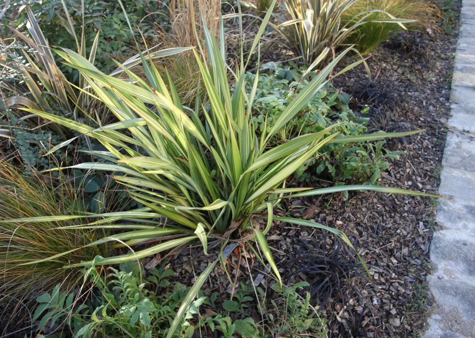 New Zealand Flax (Phormium 'Apricot Queen') — features striking sword-shaped leaves with a unique blend of green and creamy yellow margins