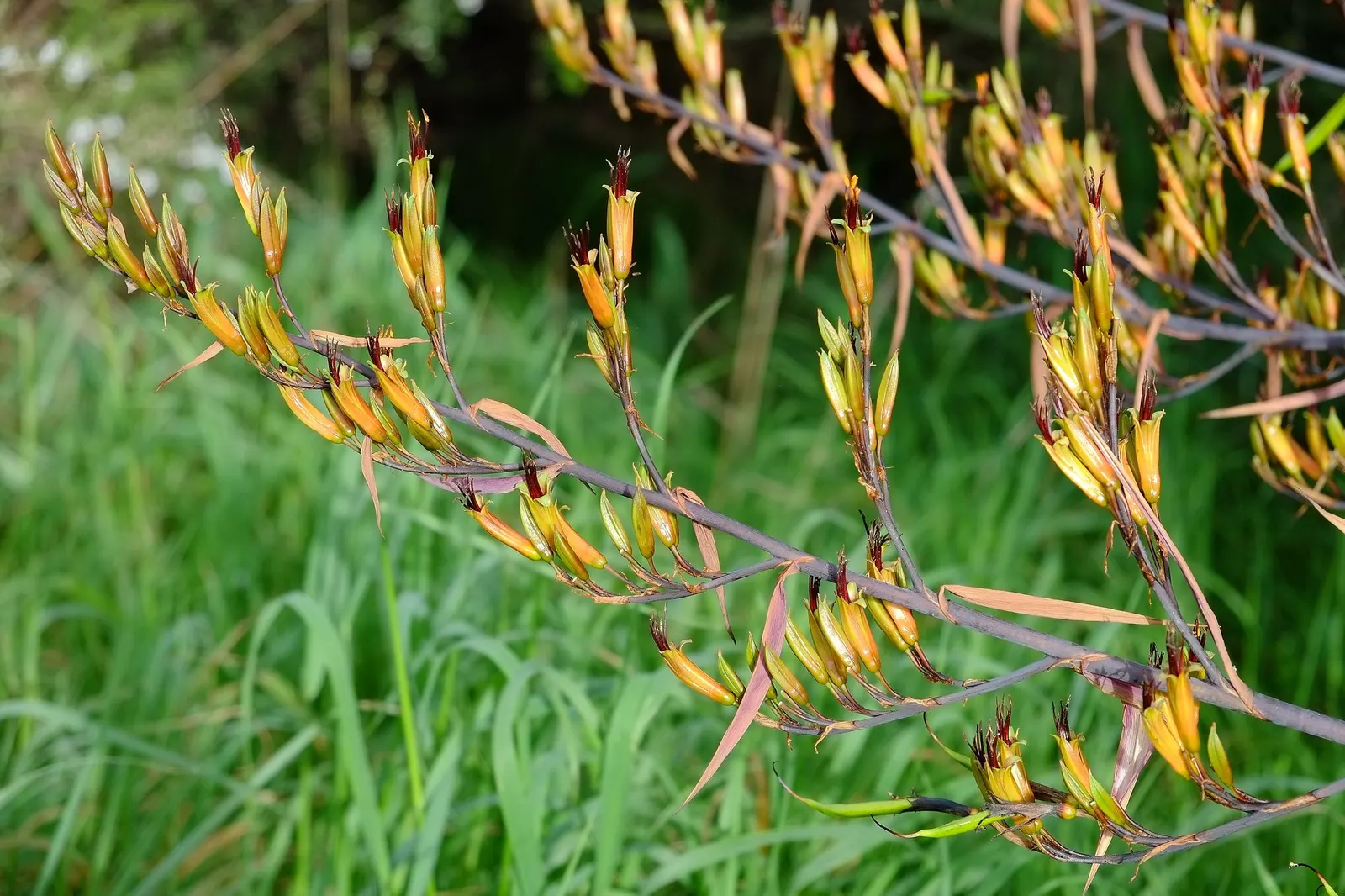 New Zealand Flax (Phormium 'Apricot Queen') — Hardy, drought-tolerant, and low-maintenance, it thrives in full sun to partial shade