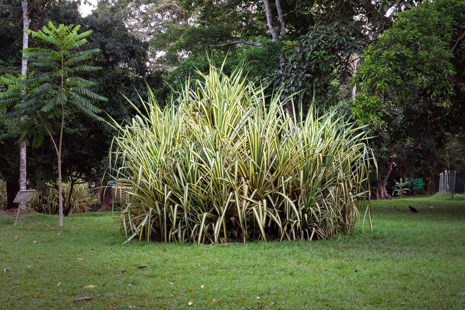 New Zealand Flax (Phormium 'Apricot Queen') — reaching 4-5 feet tall and spreading 2-3 feet wide