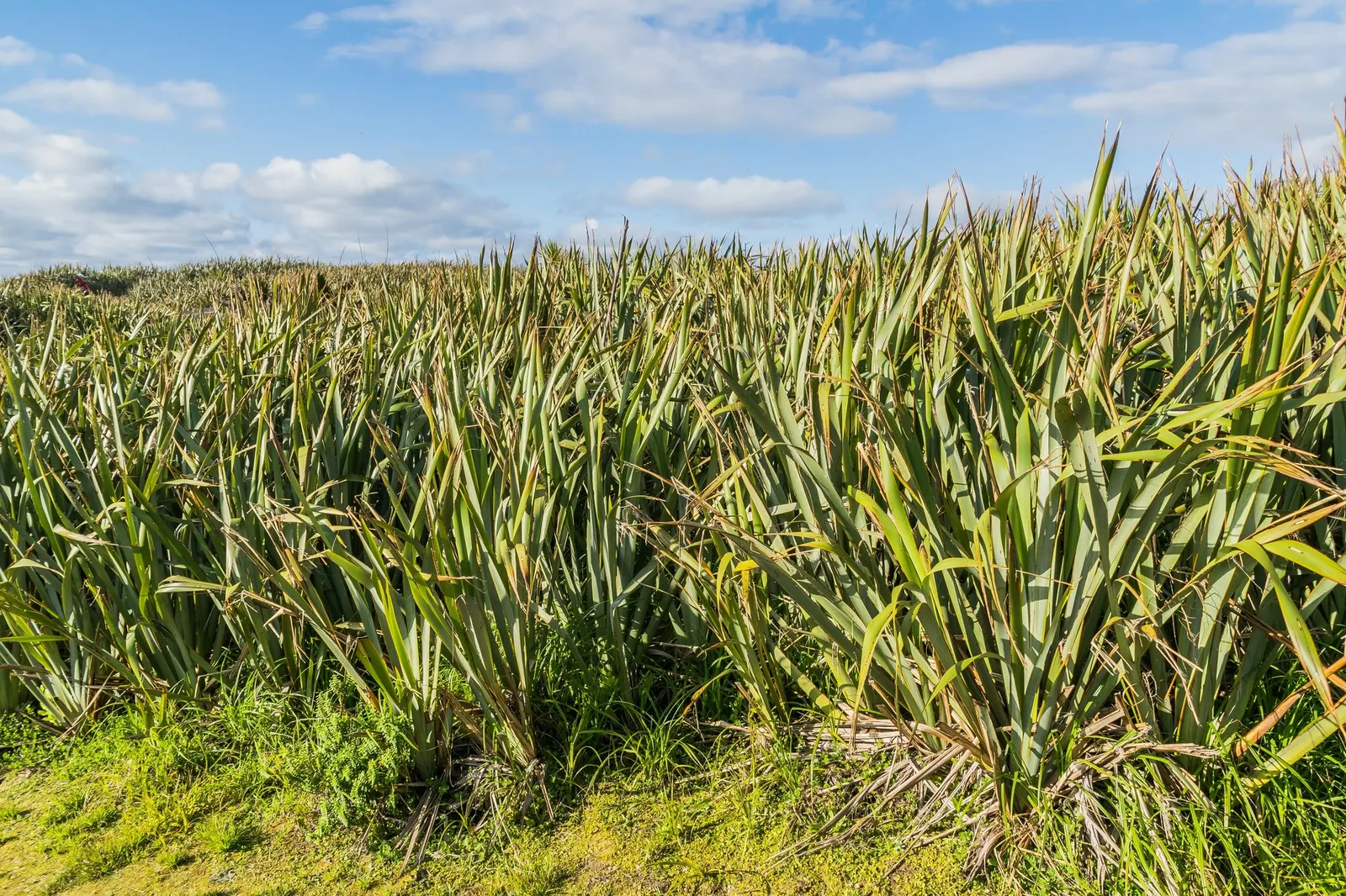 New Zealand Flax (Phormium 'Apricot Queen') — However, it maintains its best color when positioned in full sunlight