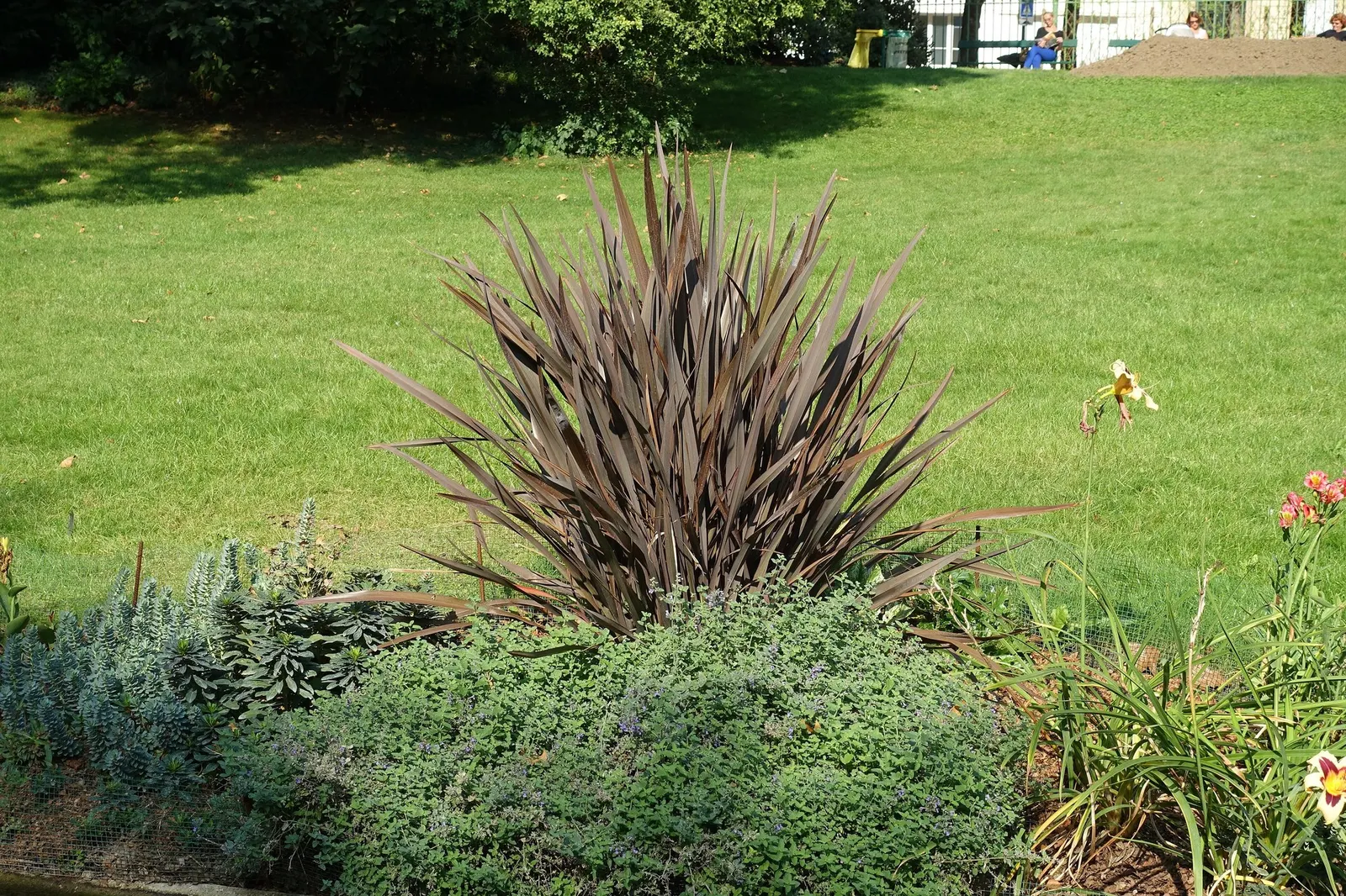 New Zealand Flax (Phormium 'Apricot Queen') — is perfect for adding vertical accents in landscapes