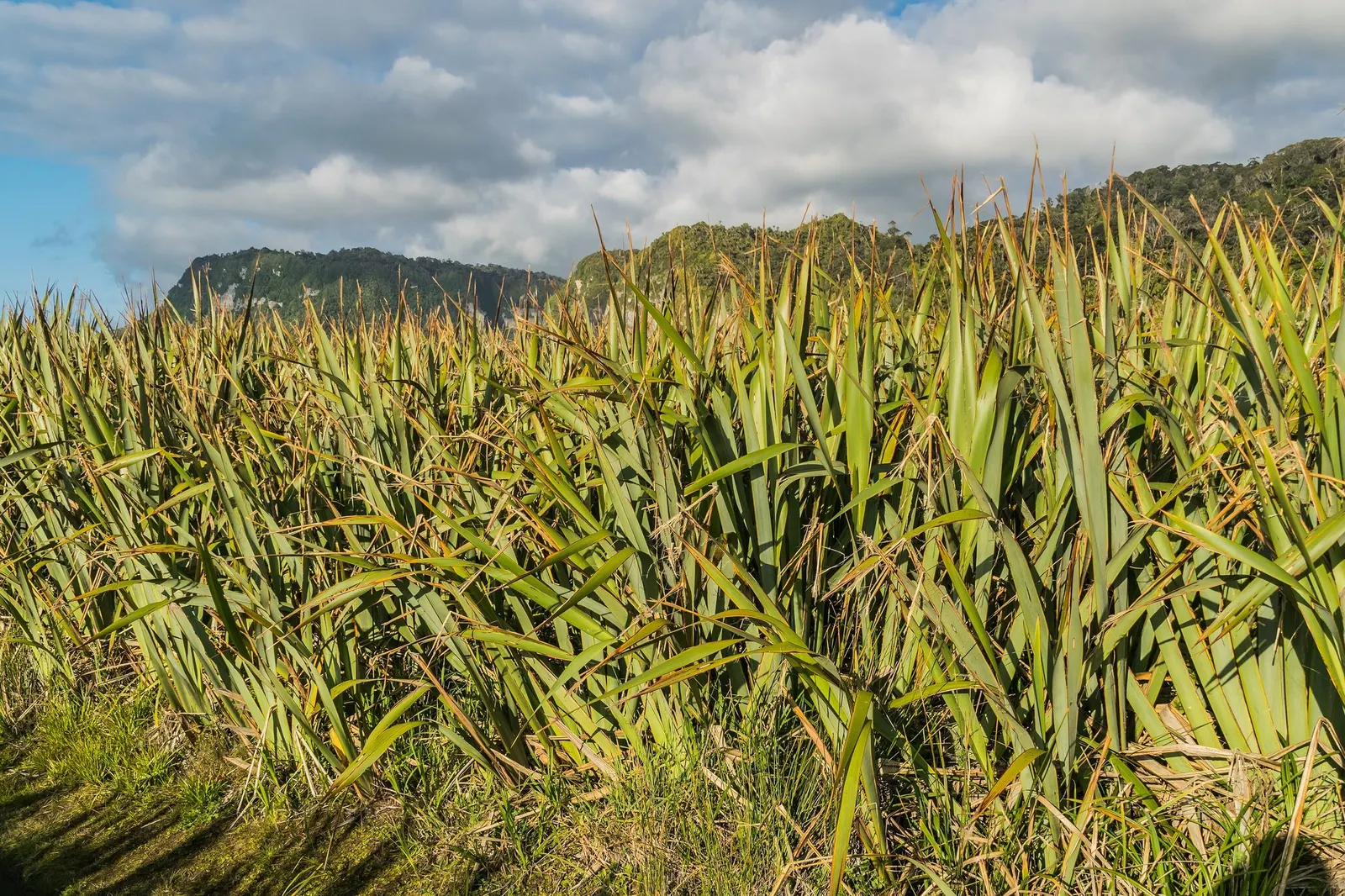 New Zealand Flax (Phormium 'Apricot Queen') — this vibrant flax cultivates an upright and spreading habit