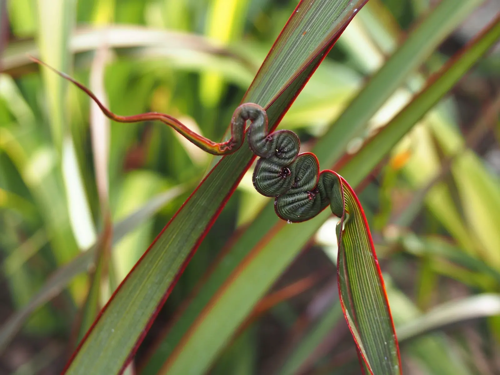 New Zealand Flax (Phormium 'Apricot Queen') — from exotic and contemporary styles to more traditional settings