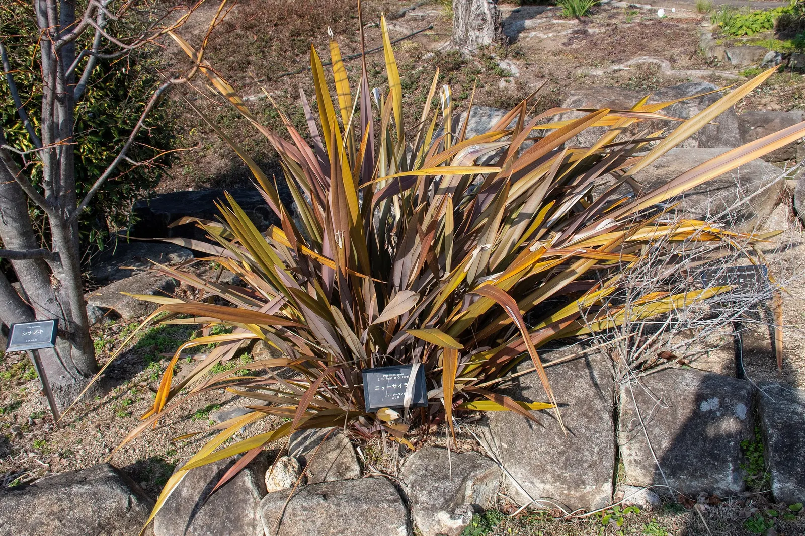New Zealand Flax (Phormium 'Apricot Queen') — Recognized for its robust sword-shaped leaves