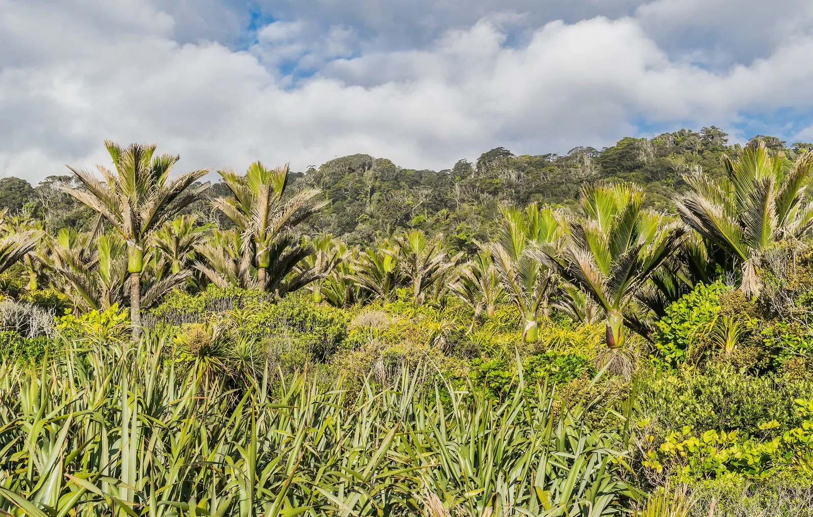 New Zealand Flax (Phormium 'Apricot Queen') — typically reaching heights of 4 to 6 feet with a similar spread