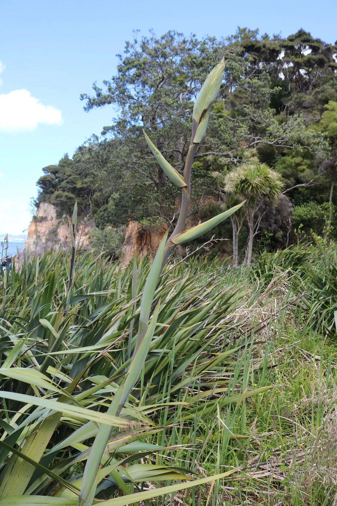 New Zealand Flax (Phormium 'Apricot Queen') — commonly referred to as the Apricot Queen New Zealand Flax