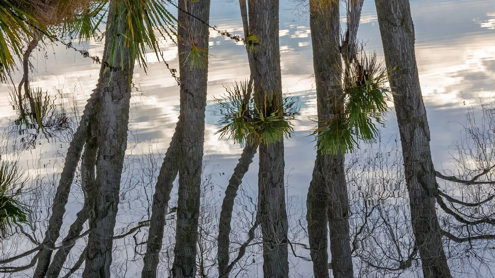 New Zealand Flax (Phormium 'Apricot Queen') — demonstrating a preference for full sun to partial shade exposures