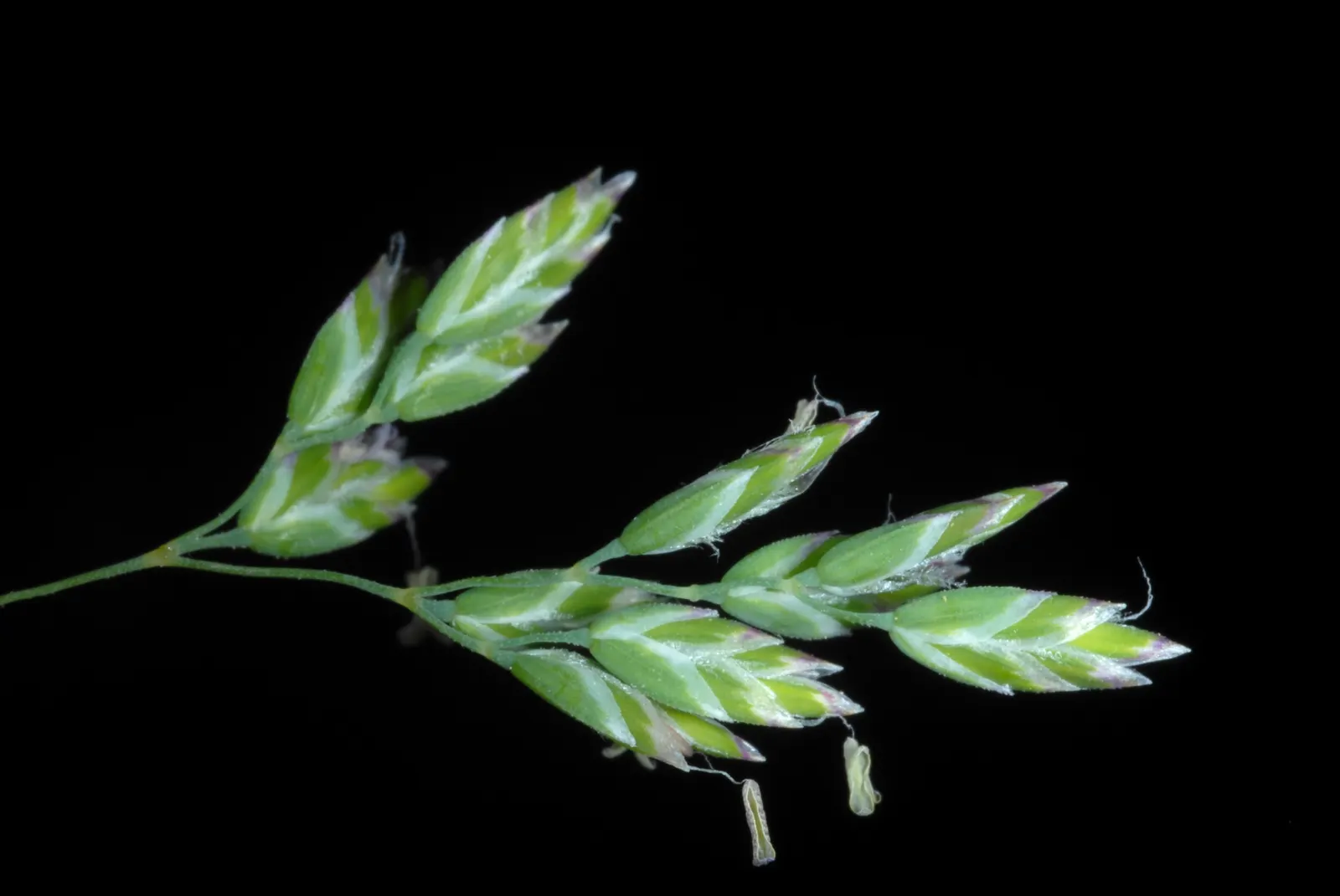 Kentucky Bluegrass (Poa Pratensis) — It prefers full sun but tolerates light shade, although growth may become sparser under such conditions