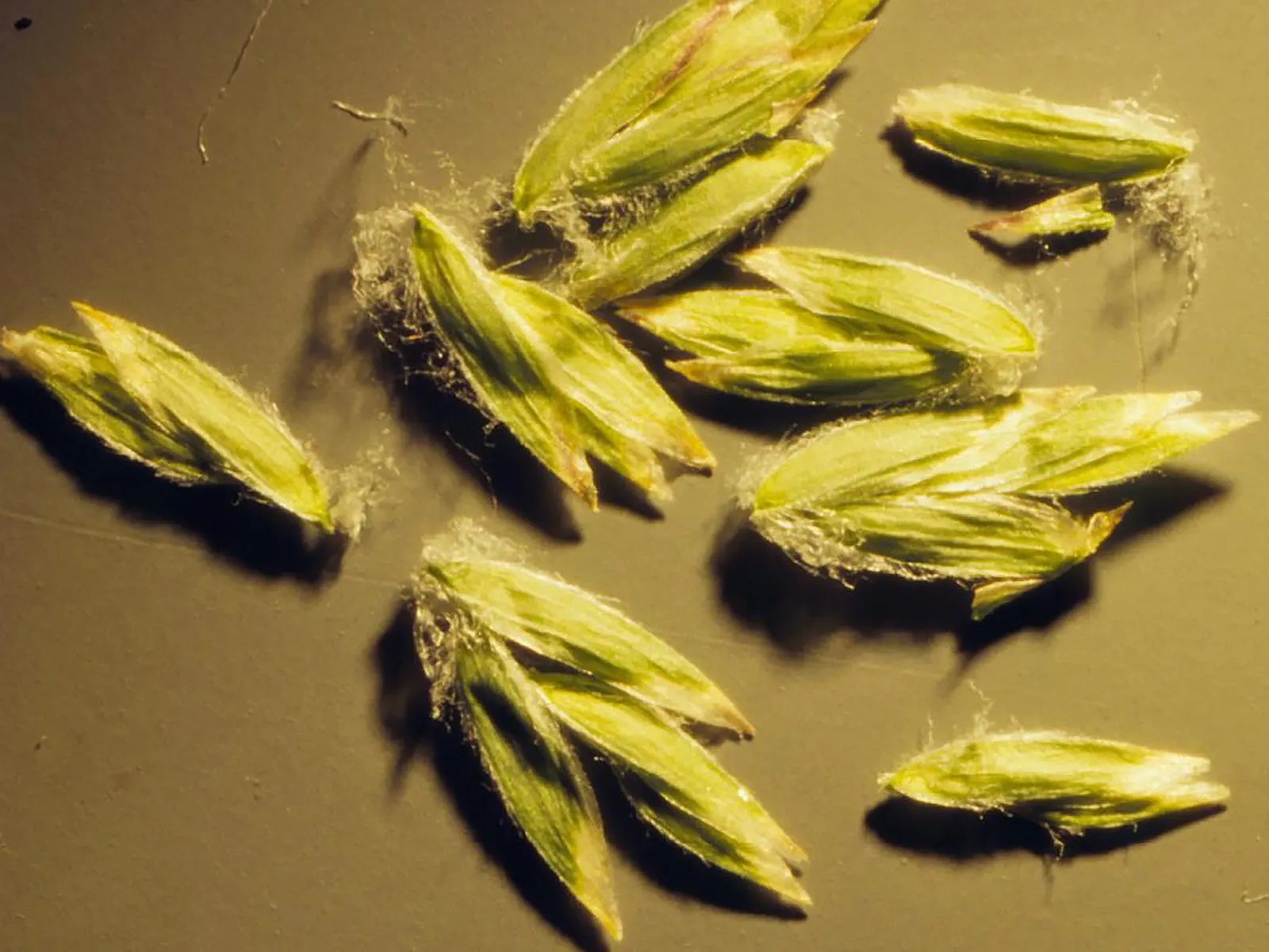 Kentucky Bluegrass (Poa Pratensis) — Highly regarded for its lush