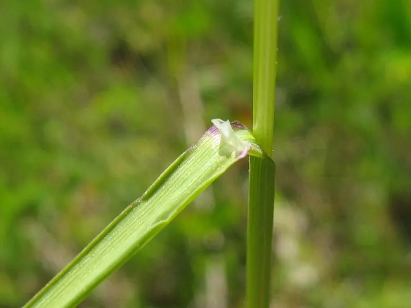 Kentucky Bluegrass (Poa Pratensis) — cool-season grass native to Europe; kentucky Bluegrass (Poa pratensis) is a perennial, image 60