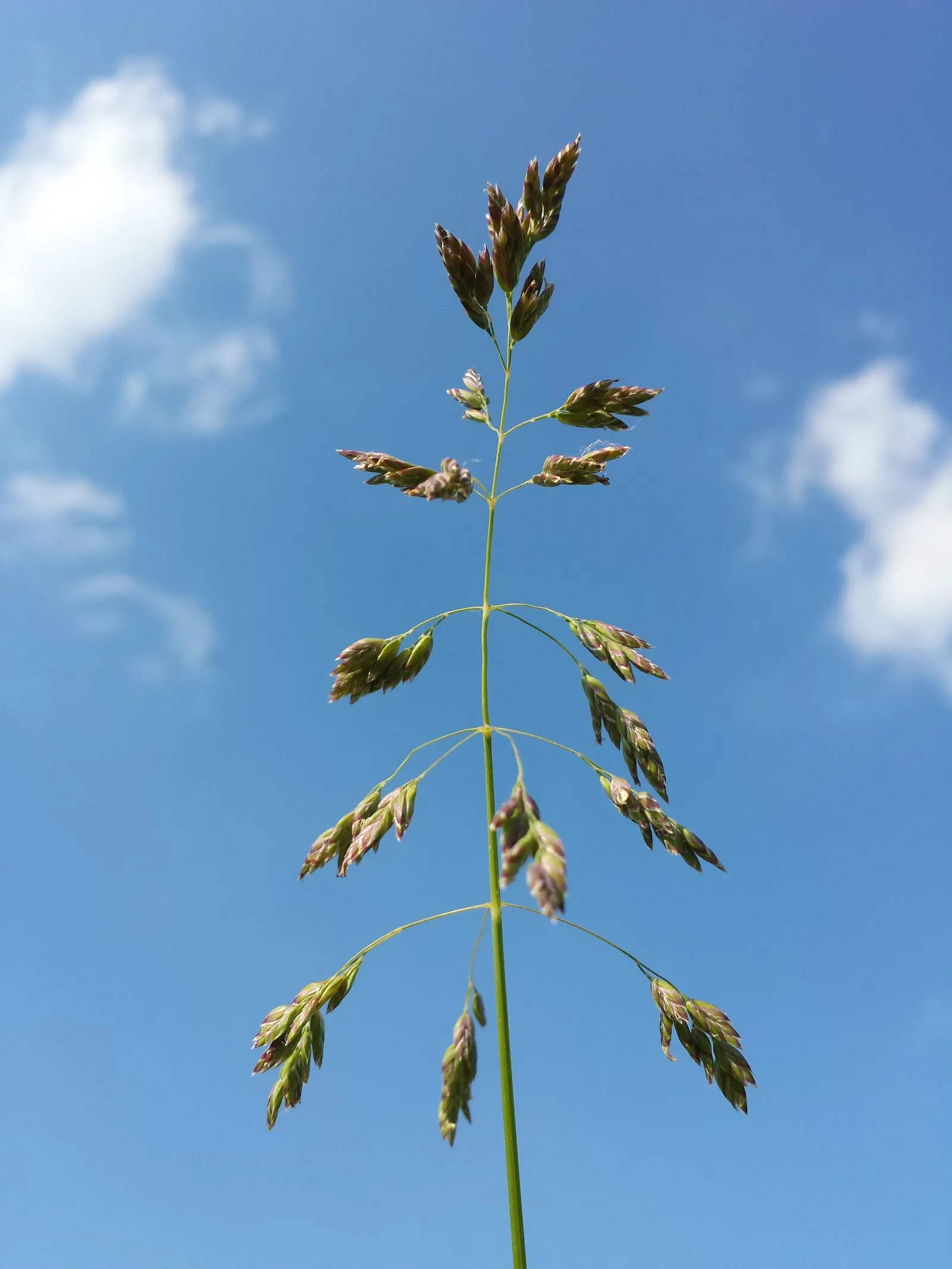 Kentucky Bluegrass (Poa Pratensis) — which are underground stems that foster new growth; filling in patches over time.<br><br>To maintain its classic beauty