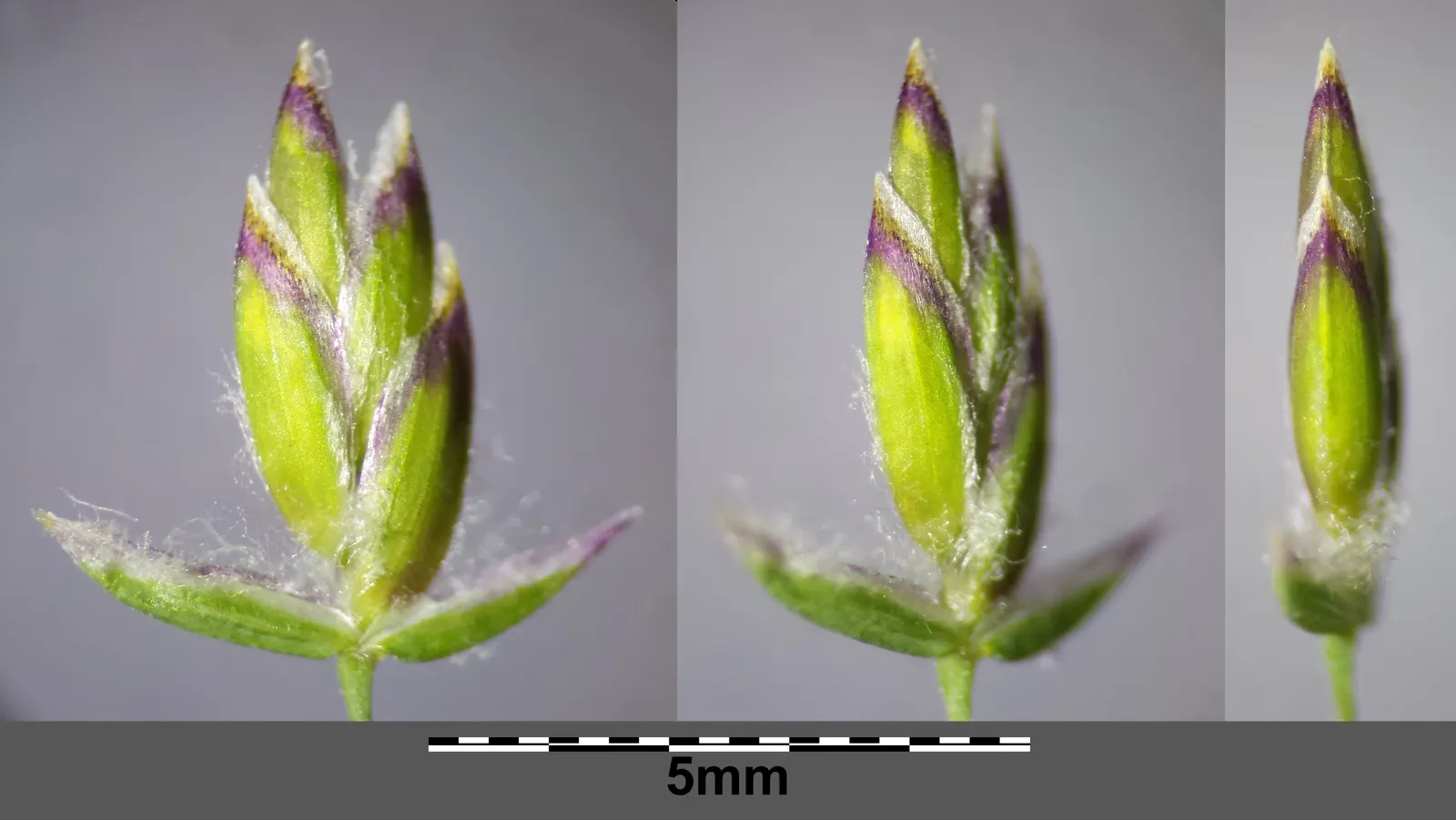 Kentucky Bluegrass (Poa Pratensis) — Kentucky Bluegrass should be mowed to a height of approximately 2.5 to 3.5 inches; scientifically known as Poa, image 72