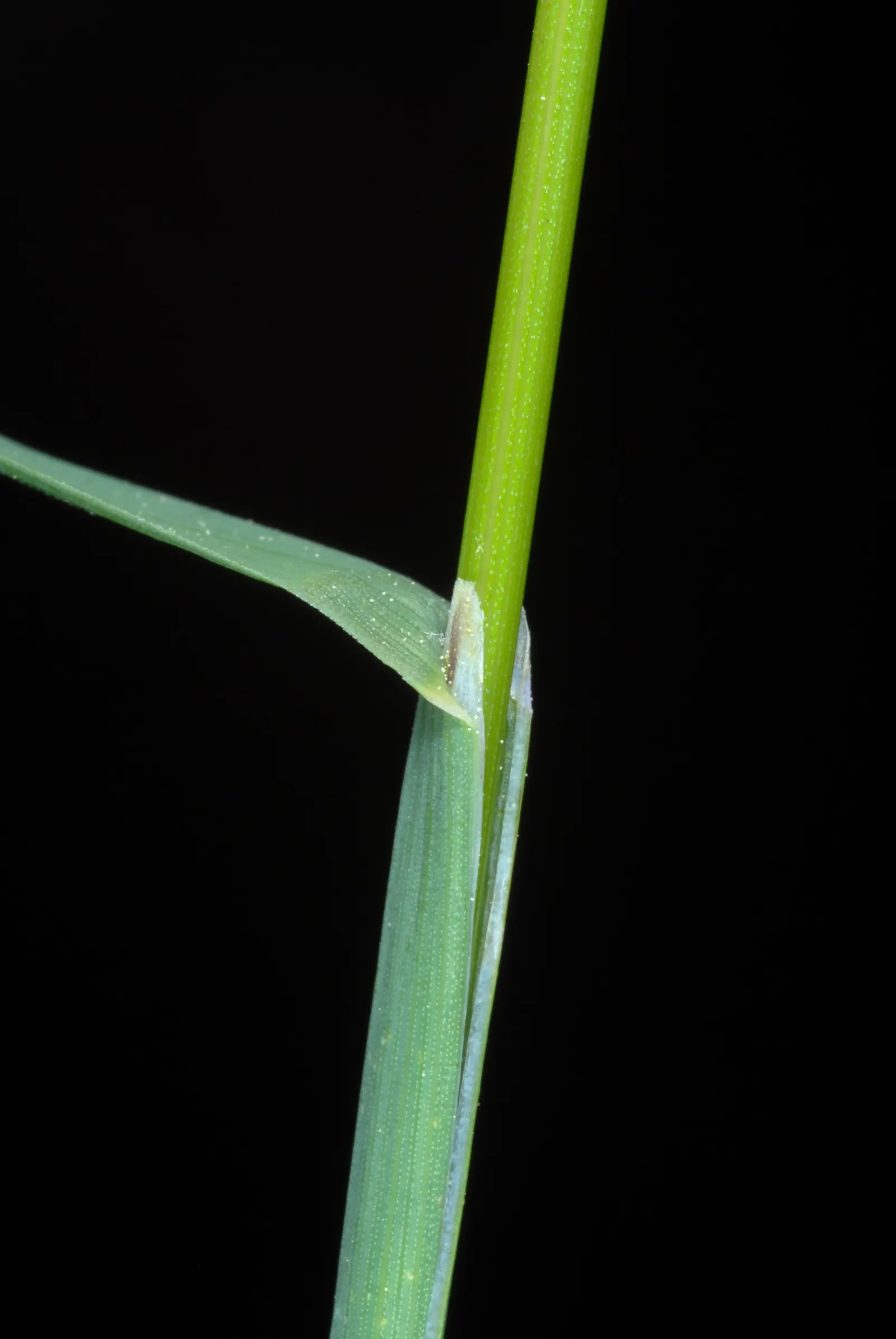 Kentucky Bluegrass (Poa Pratensis) — Kentucky Bluegrass performs best in well-draining loams with a pH between 6.0 and 7.0
