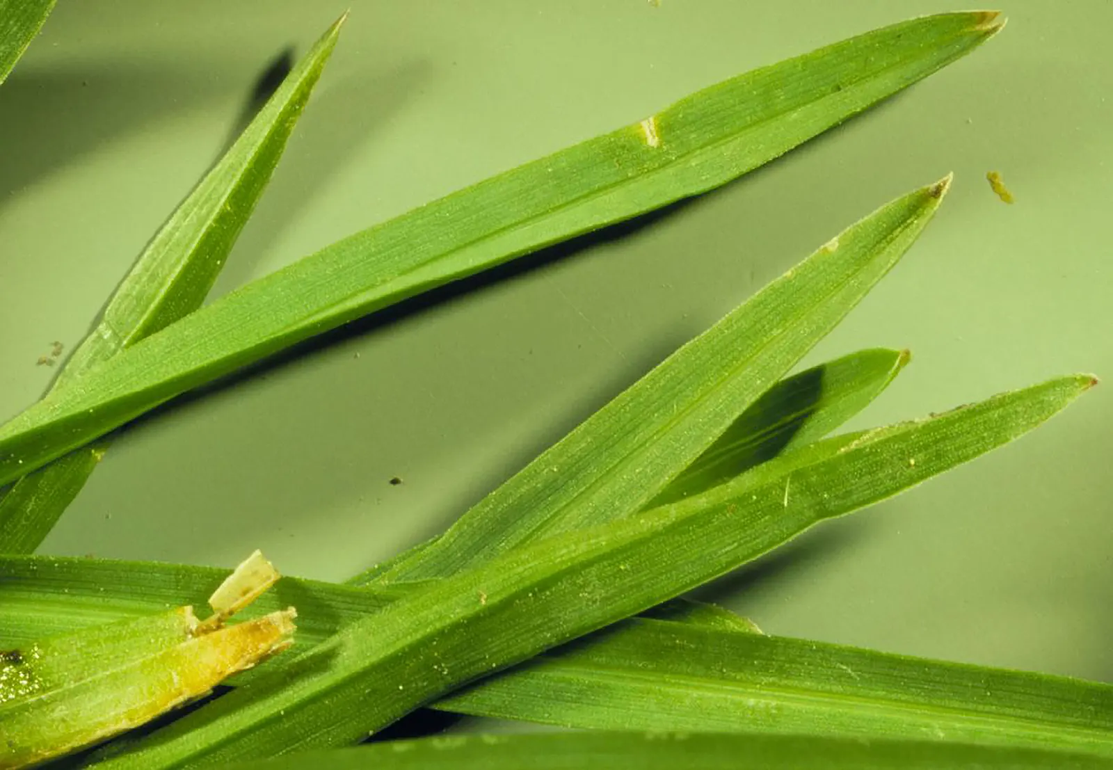 Kentucky Bluegrass (Poa Pratensis) — Kentucky Bluegrass should be mowed to a height of approximately 2.5 to 3.5 inches
