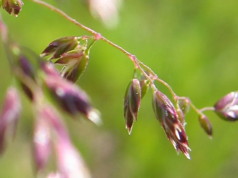 Kentucky Bluegrass (Poa Pratensis) — Kentucky Bluegrass (Poa pratensis) is a perennial