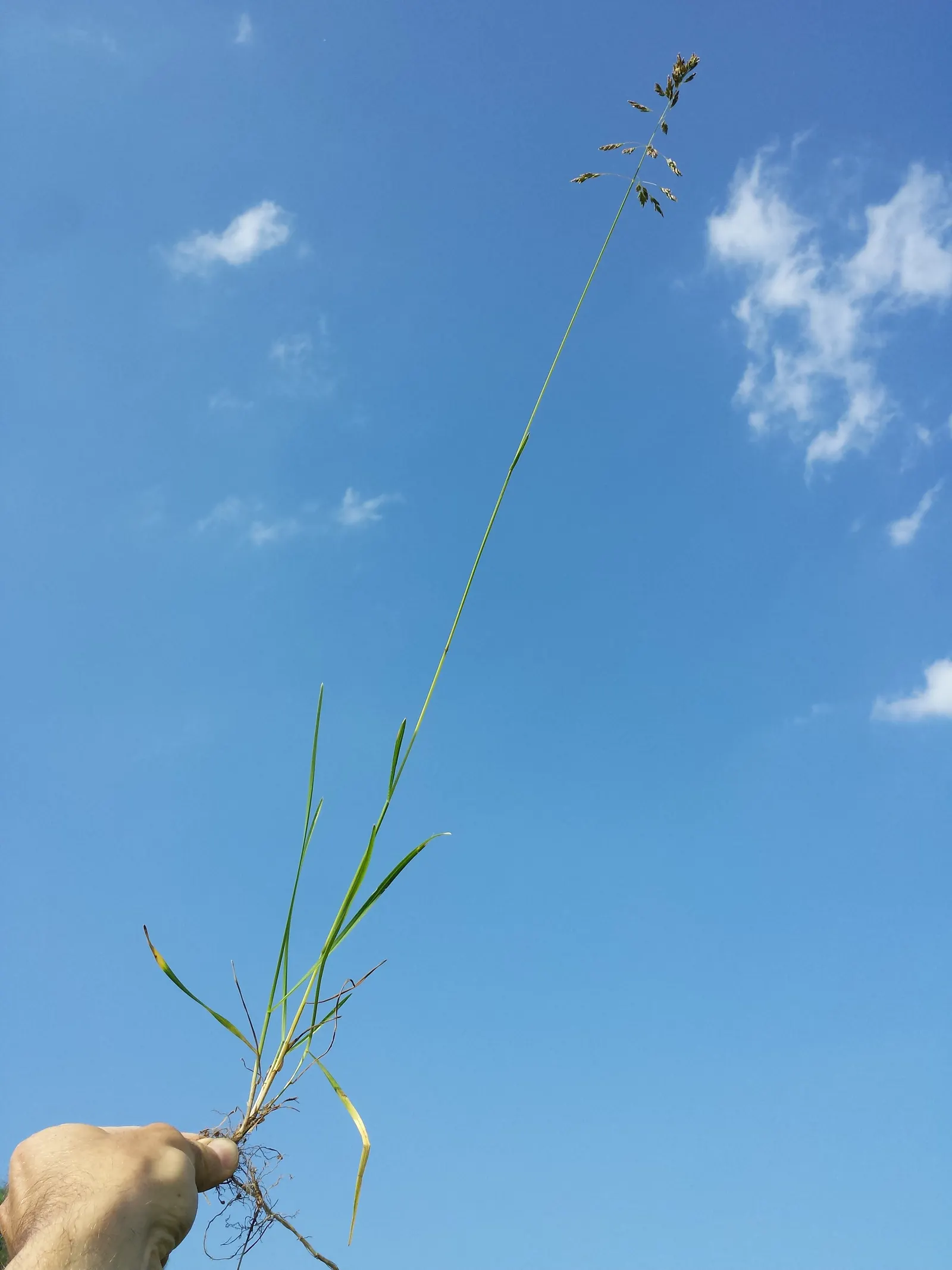 Kentucky Bluegrass (Poa Pratensis) — grass / ground cover for full or half