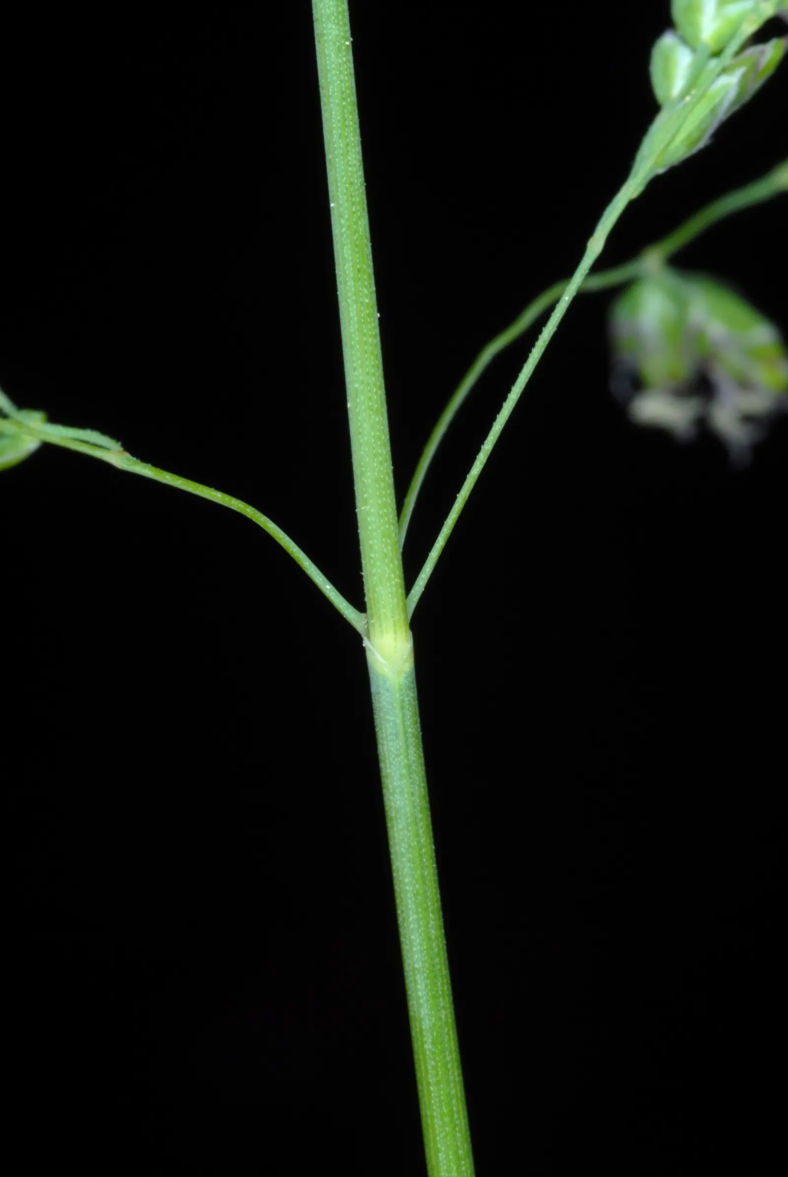 Kentucky Bluegrass (Poa Pratensis) — Kentucky Bluegrass (Poa pratensis) is a perennial; it's adaptable, but prefers well-drained soil with a pH of 6.0-7.0