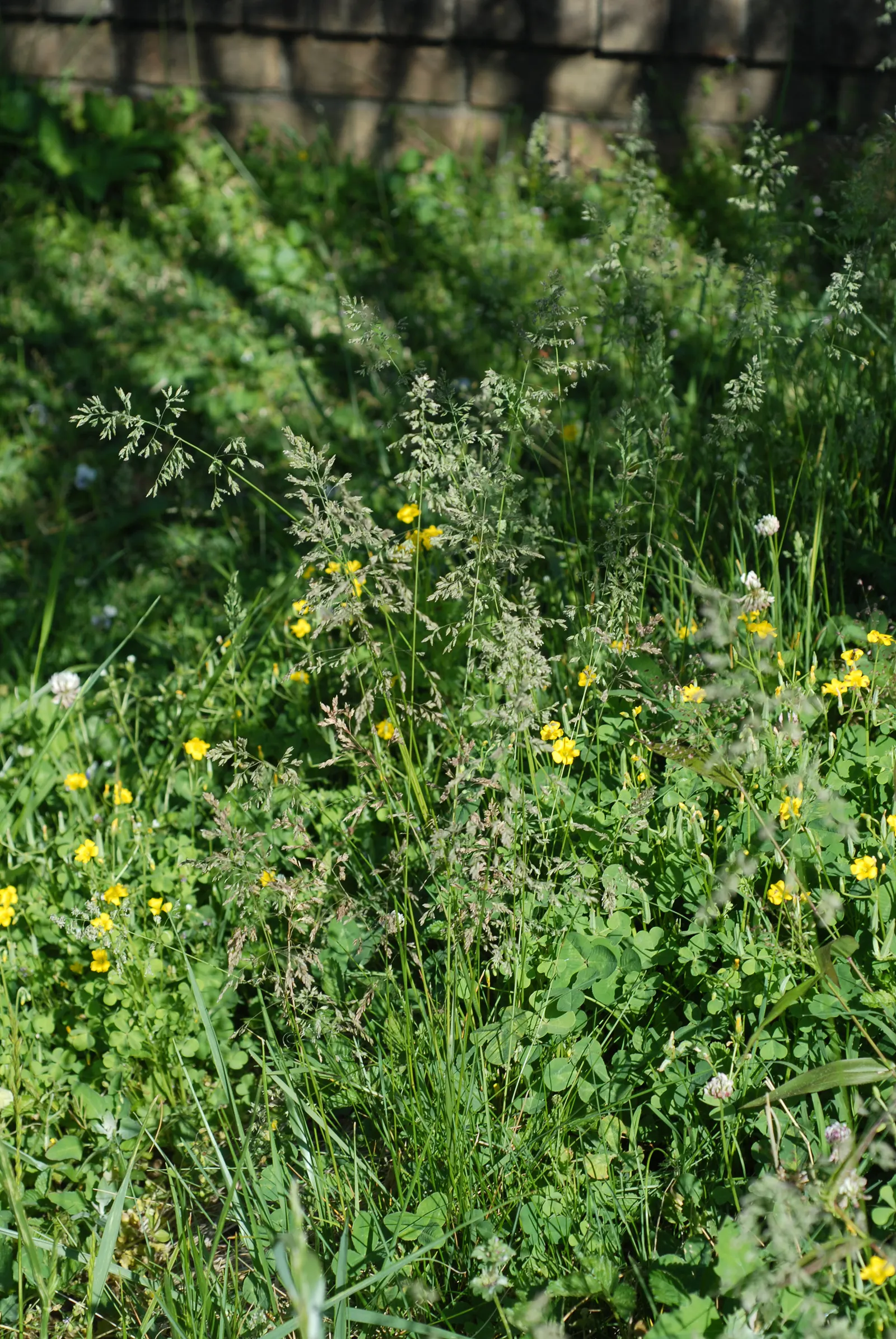 Kentucky Bluegrass (Poa Pratensis) — This hardy grass thrives in full sun to partial shade, with optimal growth between 60-75&deg;F; which are underground
