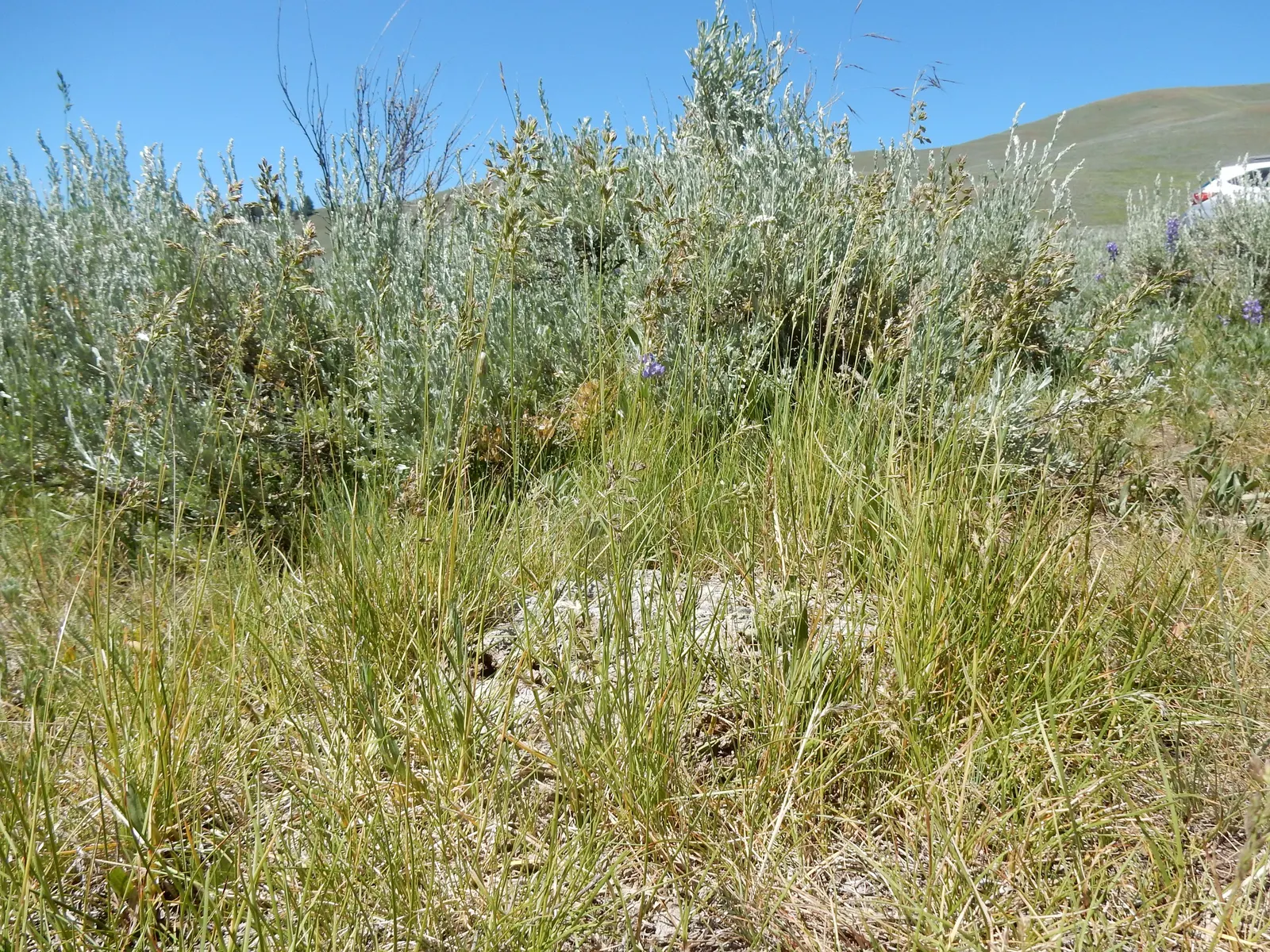 Kentucky Bluegrass (Poa Pratensis) — scientifically known as Poa pratensis; kentucky Bluegrass should be mowed to a height of approximately 2.5 to 3.5 inches