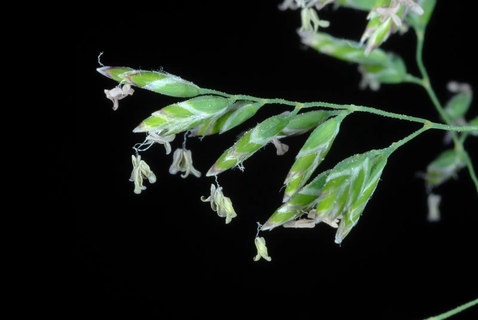 Kentucky Bluegrass (Poa Pratensis) — It's adaptable, but prefers well-drained soil with a pH of 6.0-7.0; provide your clients with this information, image 56