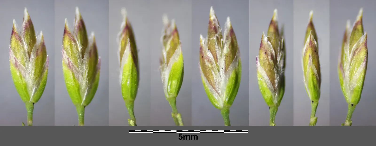 Kentucky Bluegrass (Poa Pratensis) — especially during hot or dry periods; fine-textured blades that form a dense, image 75