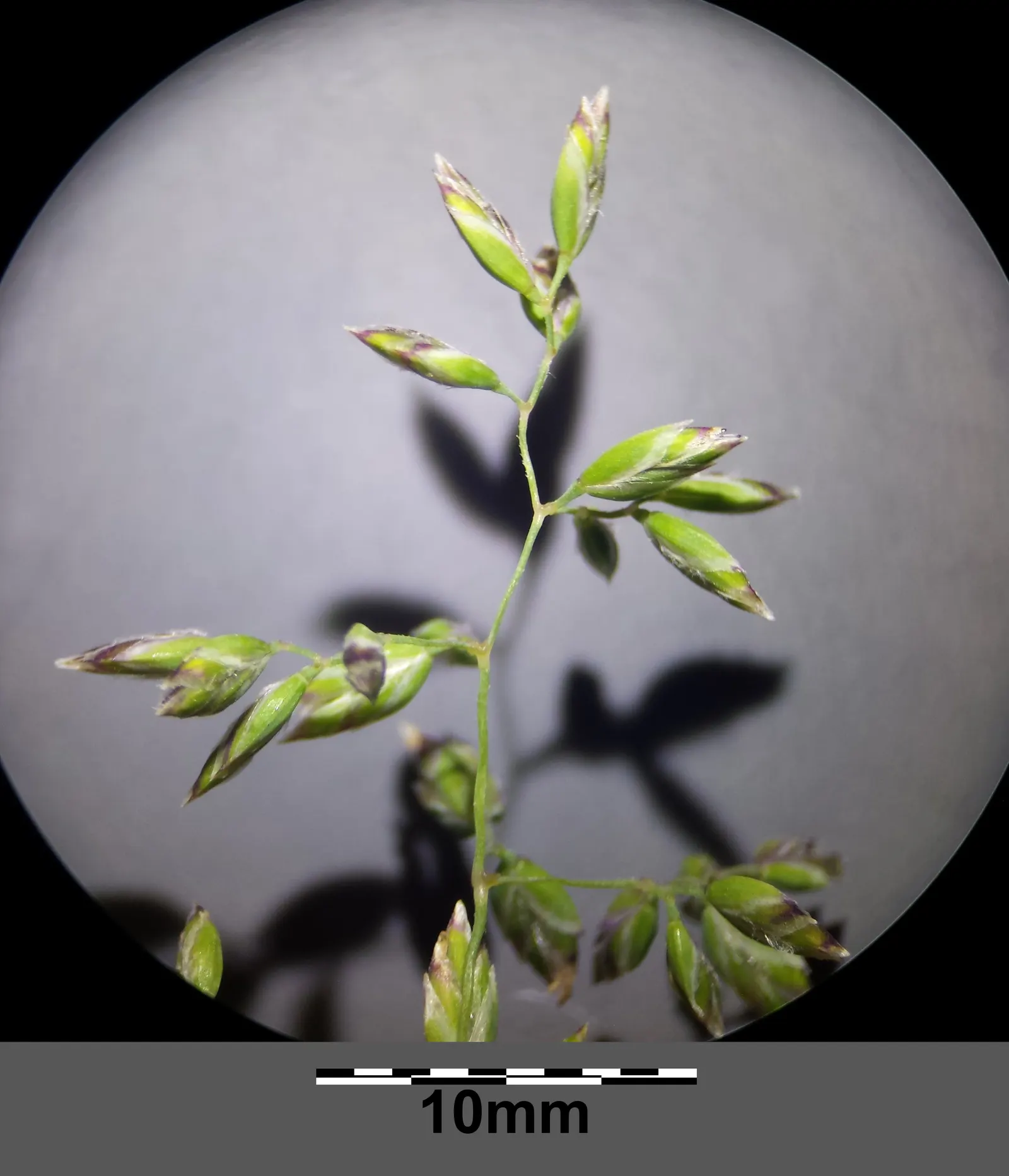 Kentucky Bluegrass (Poa Pratensis) — making it an excellent choice for residential lawns