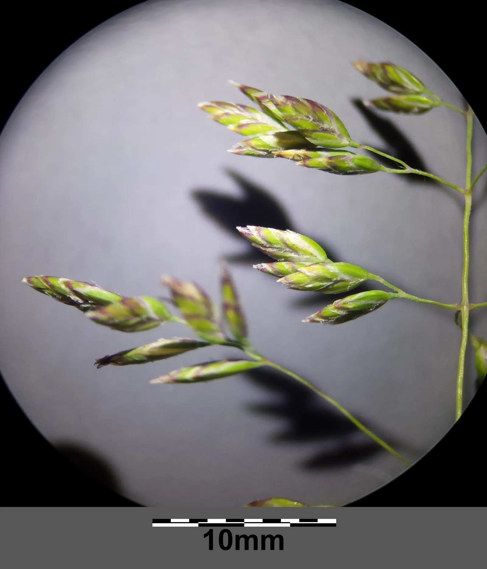 Kentucky Bluegrass (Poa Pratensis) — demanding regular watering; this grass requires moderate to high maintenance, image 74