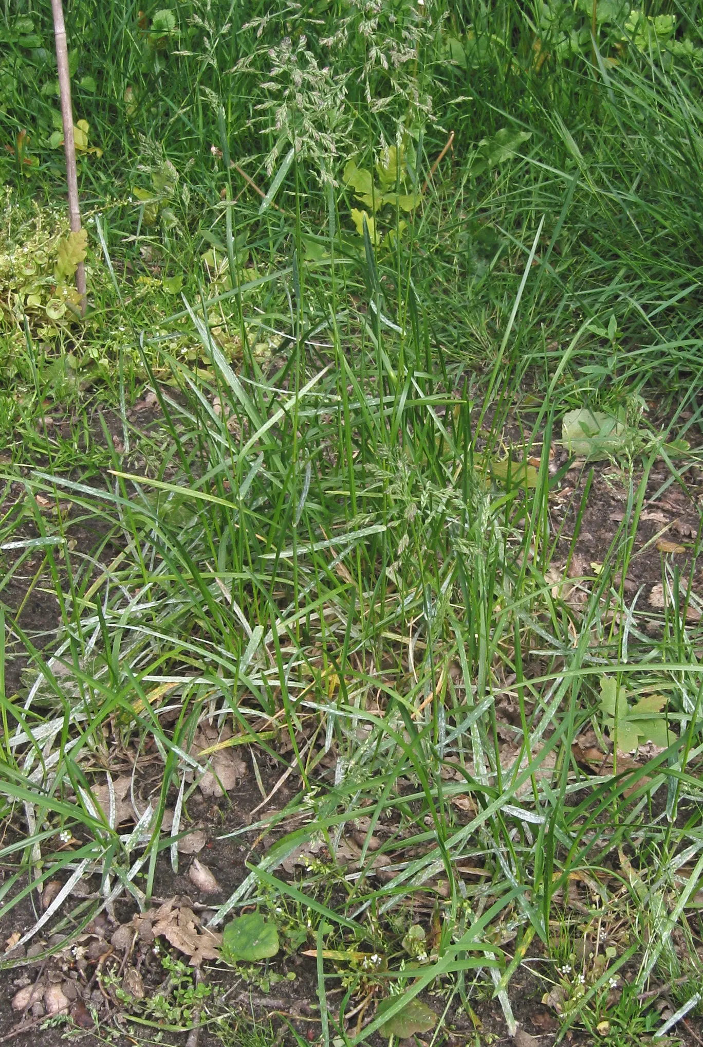 Kentucky Bluegrass (Poa Pratensis) — scientifically known as Poa pratensis; kentucky Bluegrass should be mowed to a height of approximately 2.5 to, image 59