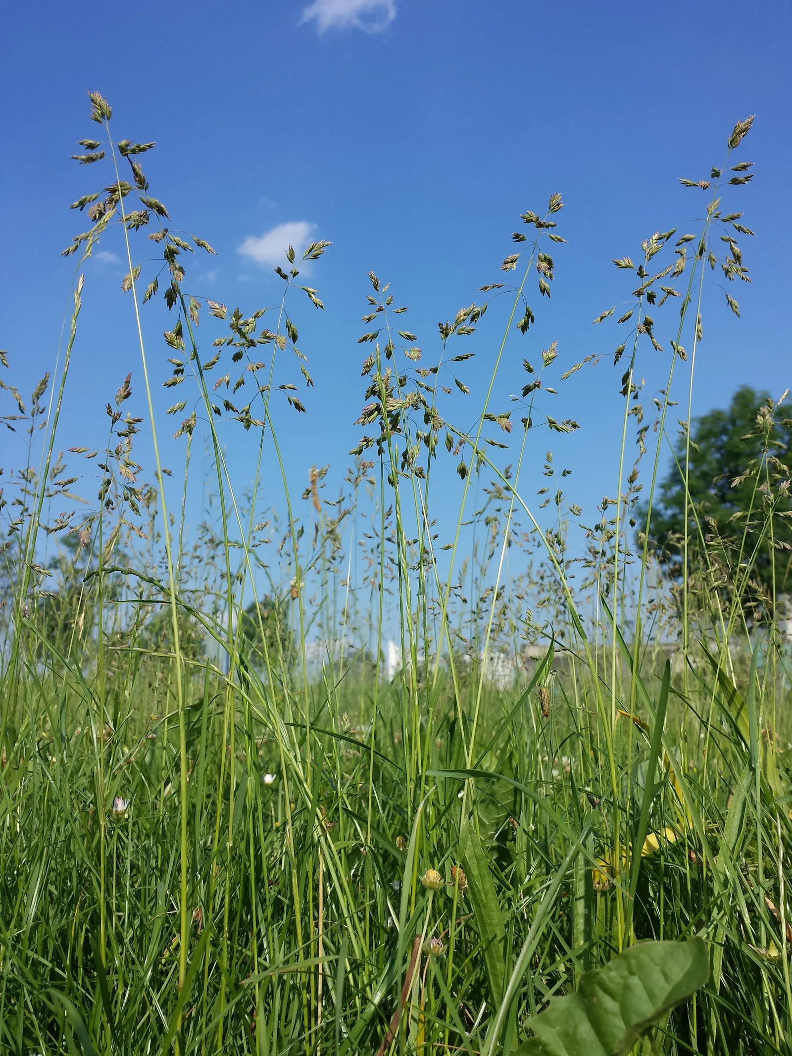 Kentucky Bluegrass (Poa Pratensis) — Mowing height recommendation is 2.5 to 3.5 inches to maintain a healthy lawn; its deep blue-green hue enhances its appeal