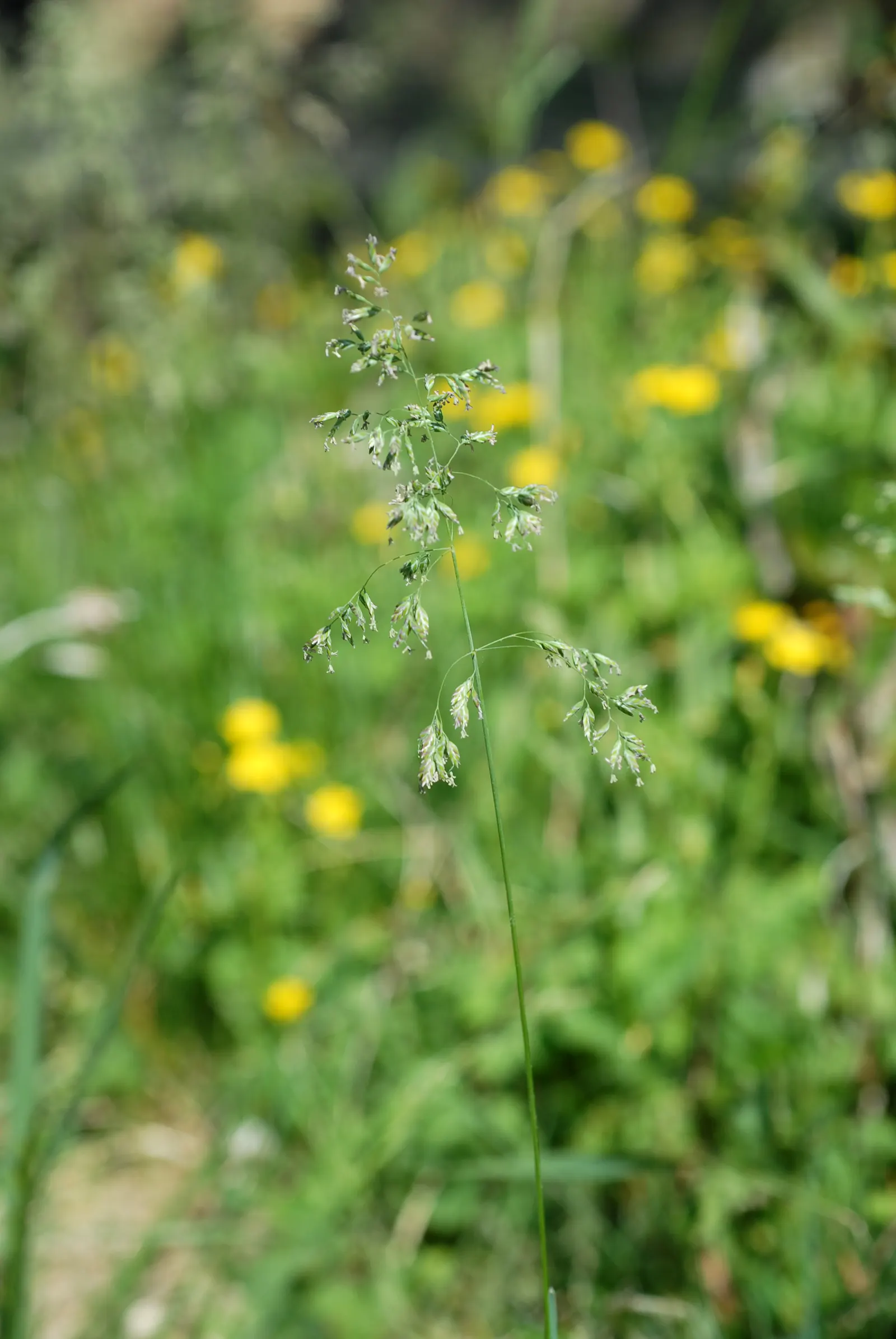 Kentucky Bluegrass (Poa Pratensis) — fine-textured blades that form a dense; fine-textured blades and rich emerald hue, image 54