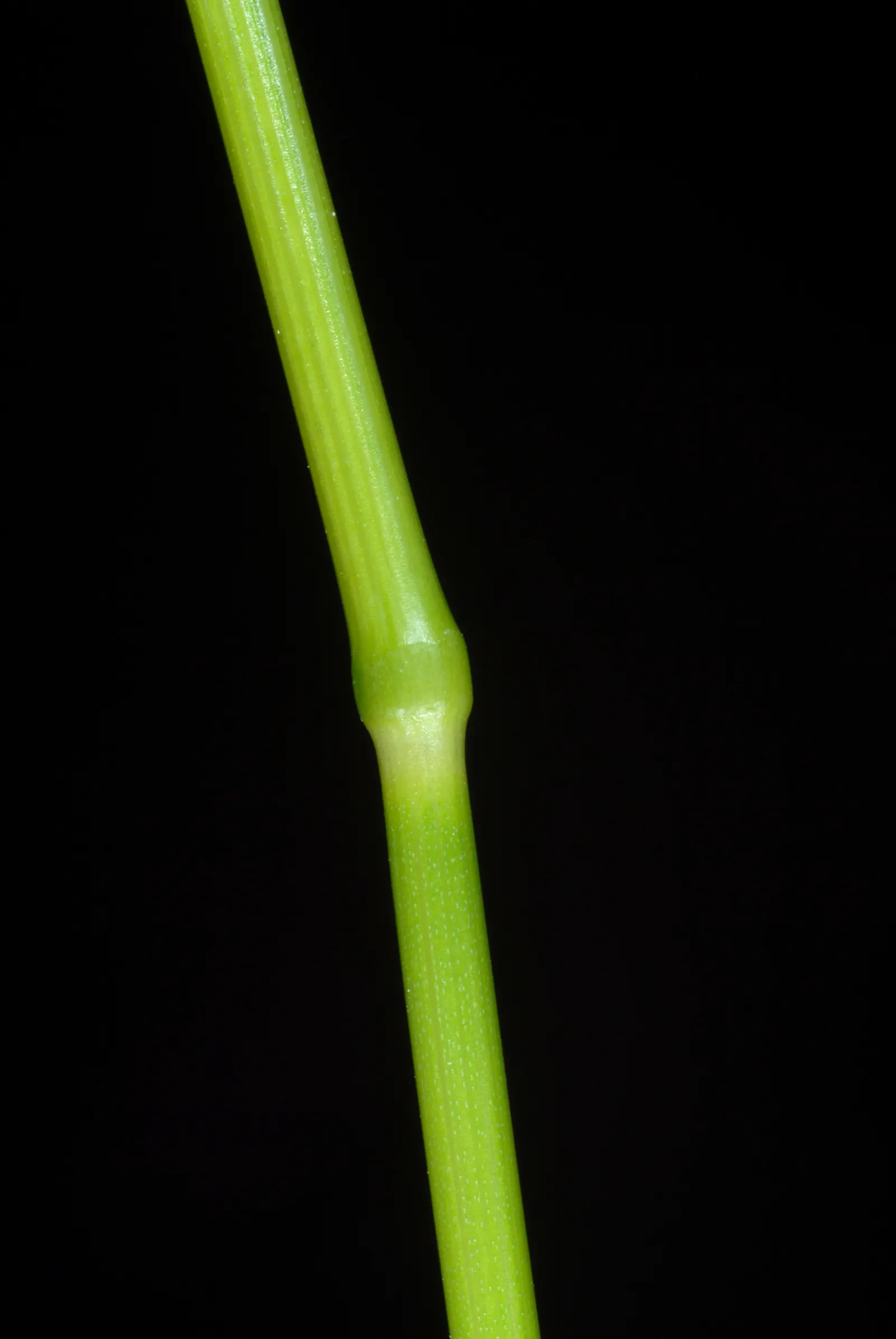 Kentucky Bluegrass (Poa Pratensis) — Mowing height recommendation is 2.5 to 3.5 inches to maintain a healthy lawn; its deep blue-green hue enhances, image 57