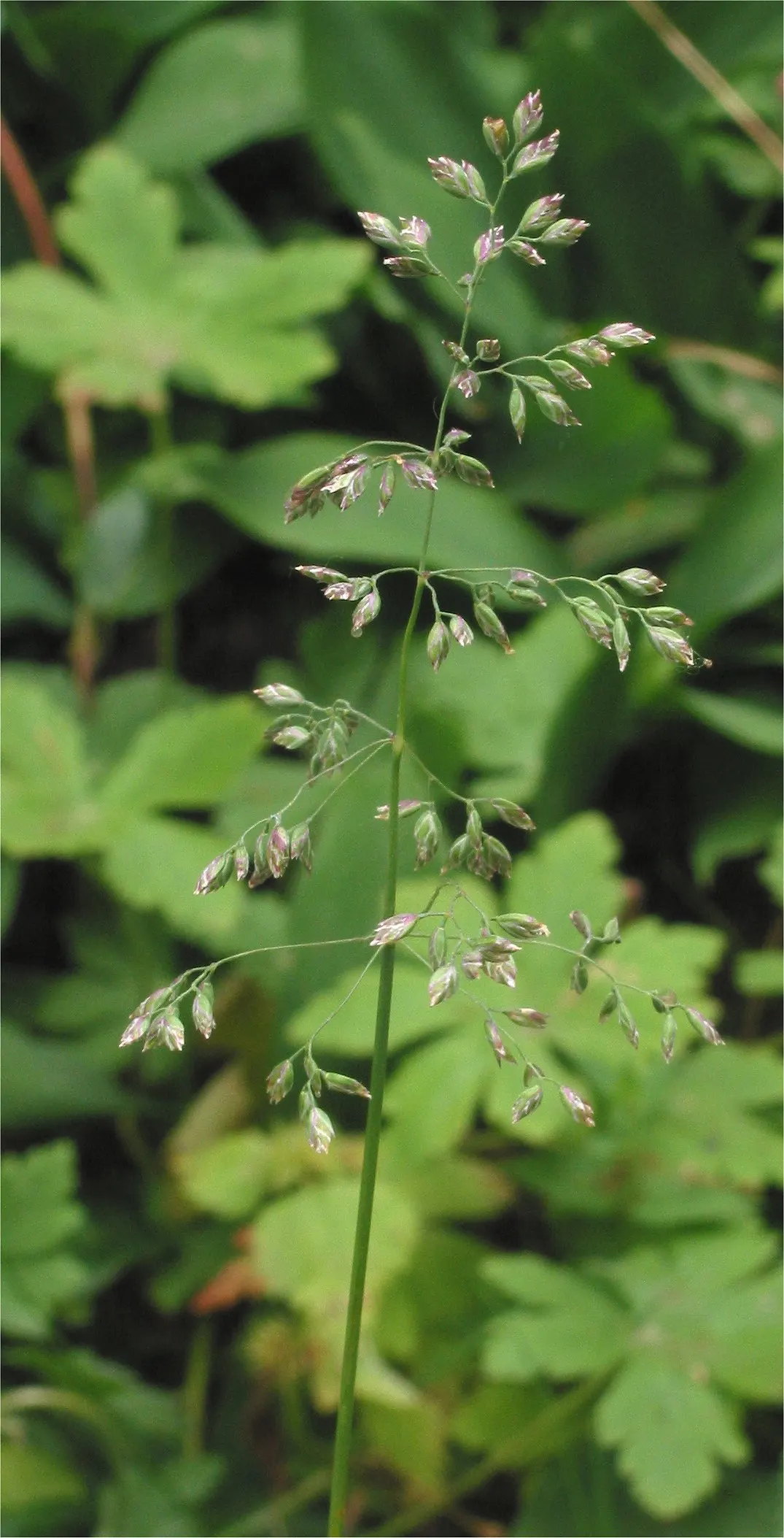Kentucky Bluegrass (Poa Pratensis) — Provide your clients with this information to ensure their garden thrives for years to come; when designing landscapes