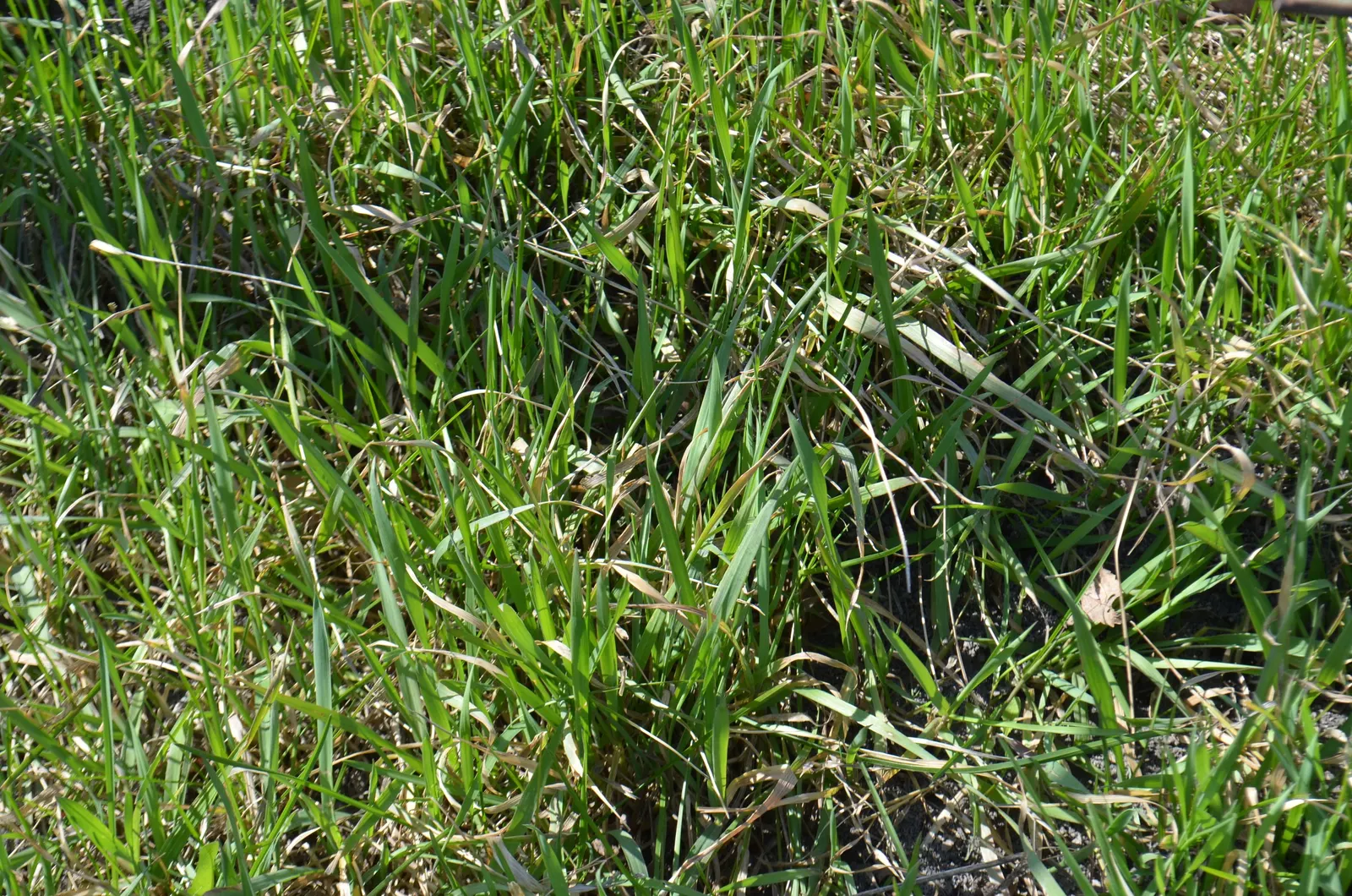 Kentucky Bluegrass (Poa Pratensis) — making it an excellent choice for residential lawns; and parts of North America