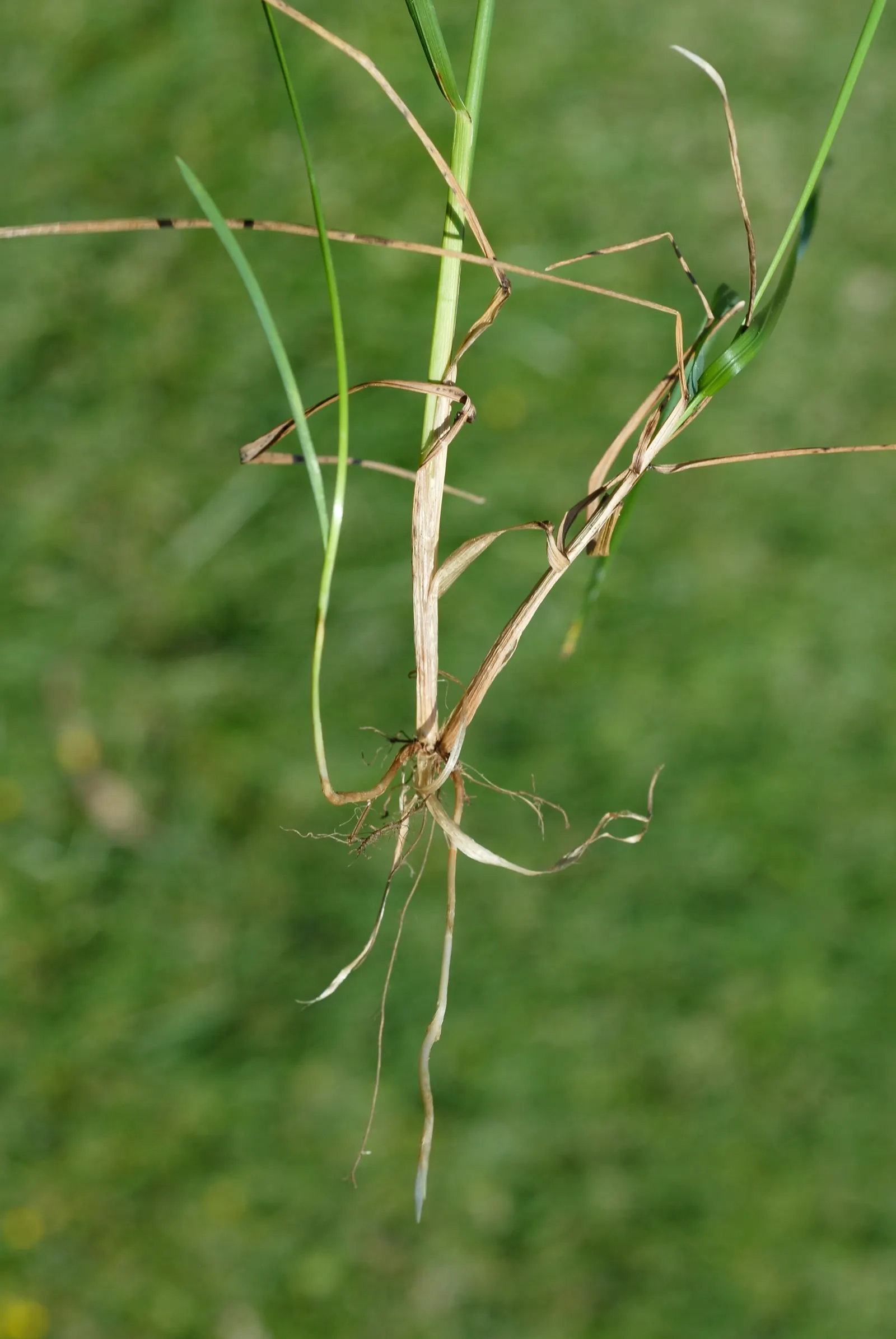 Kentucky Bluegrass (Poa Pratensis) — This hardy grass thrives in full sun to partial shade, with optimal growth between 60-75°F; which are, image 55
