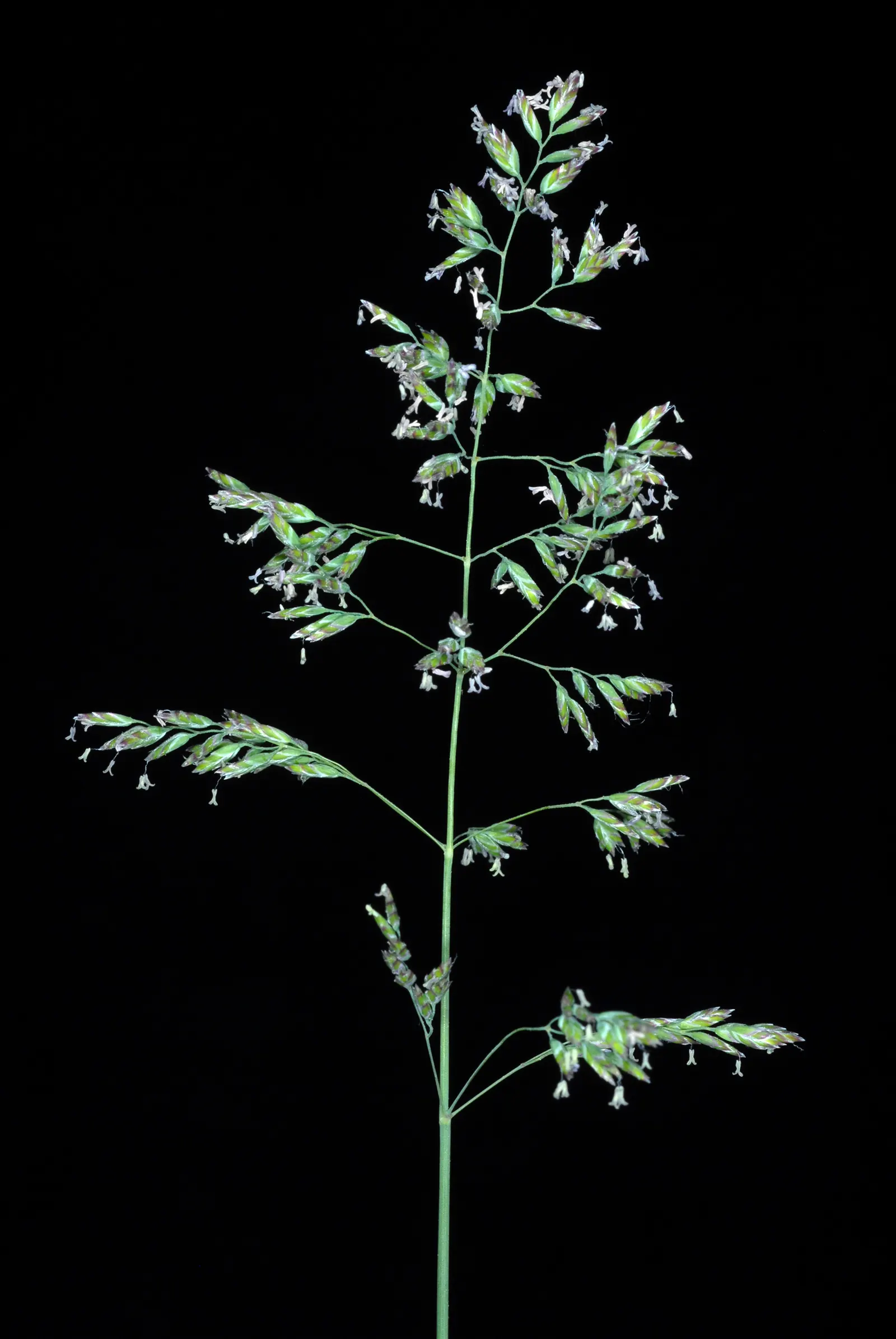 Kentucky Bluegrass (Poa Pratensis) — especially during hot or dry periods