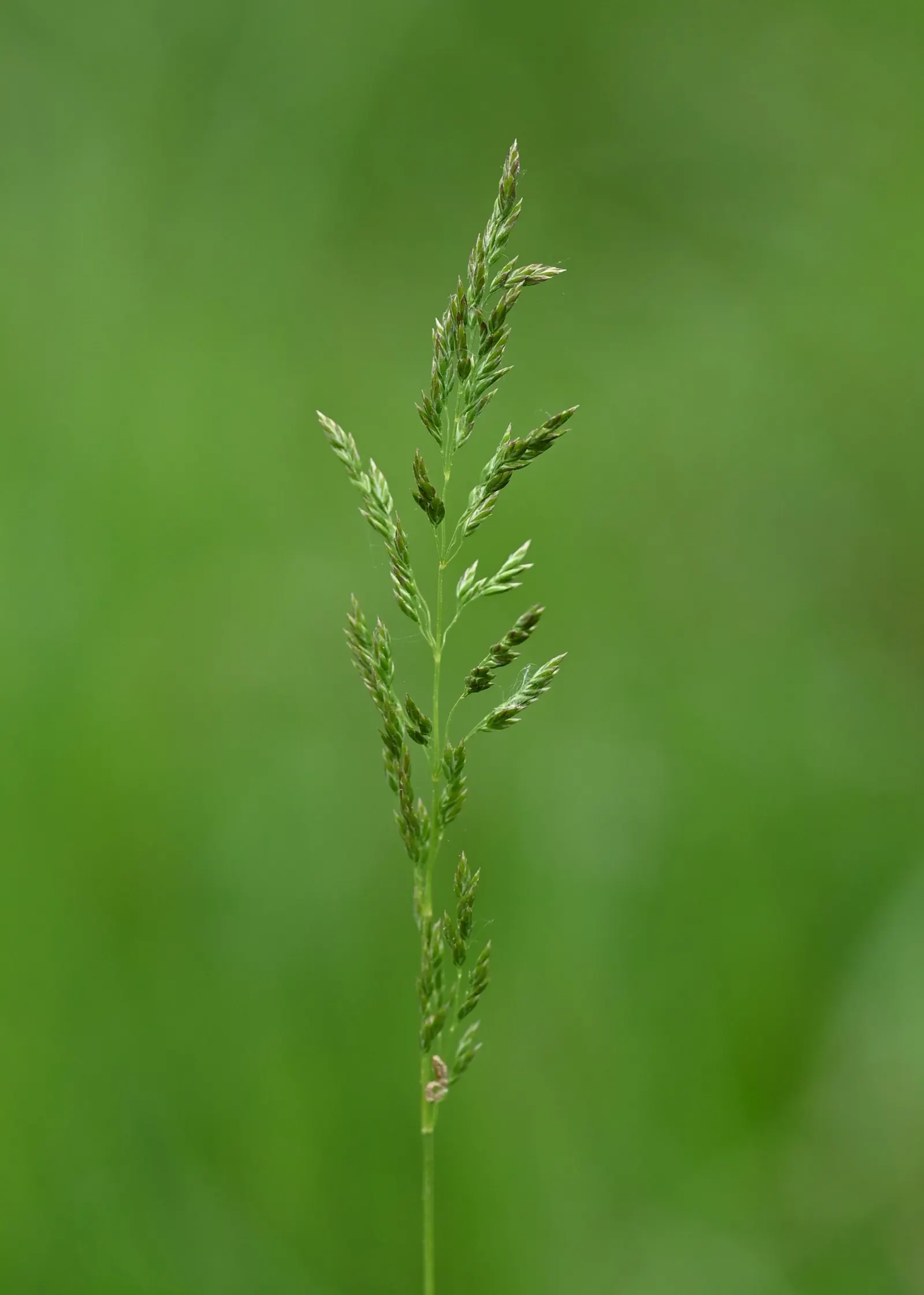 Kentucky Bluegrass (Poa Pratensis) — This grass requires moderate to high maintenance