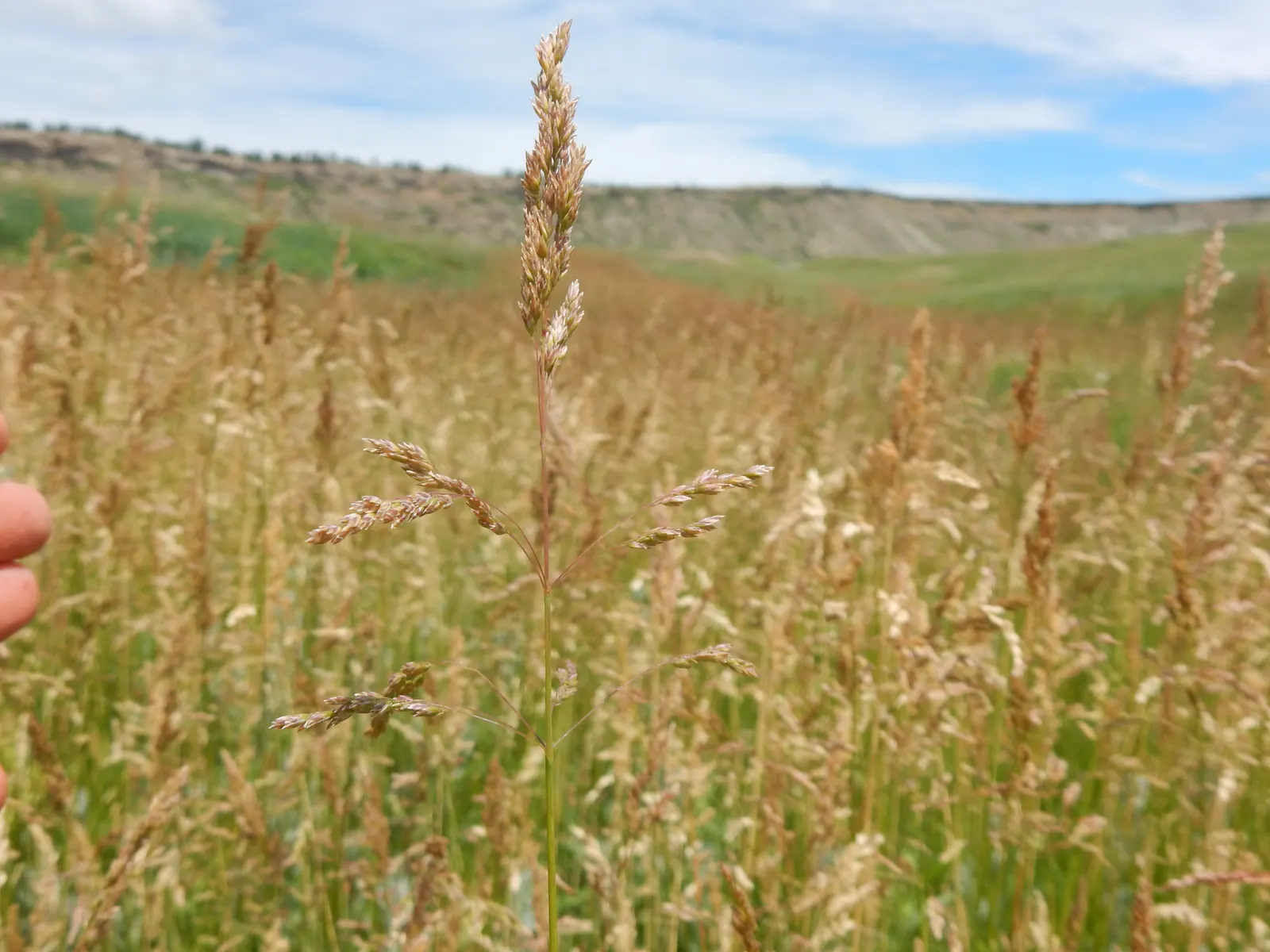 Kentucky Bluegrass (Poa Pratensis) — Its deep blue-green hue enhances its appeal