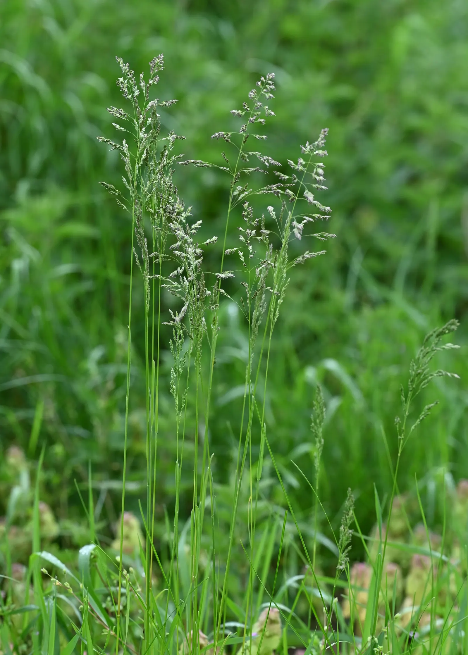 Kentucky Bluegrass (Poa Pratensis) — grass / ground cover for full or half; especially during hot or dry periods
