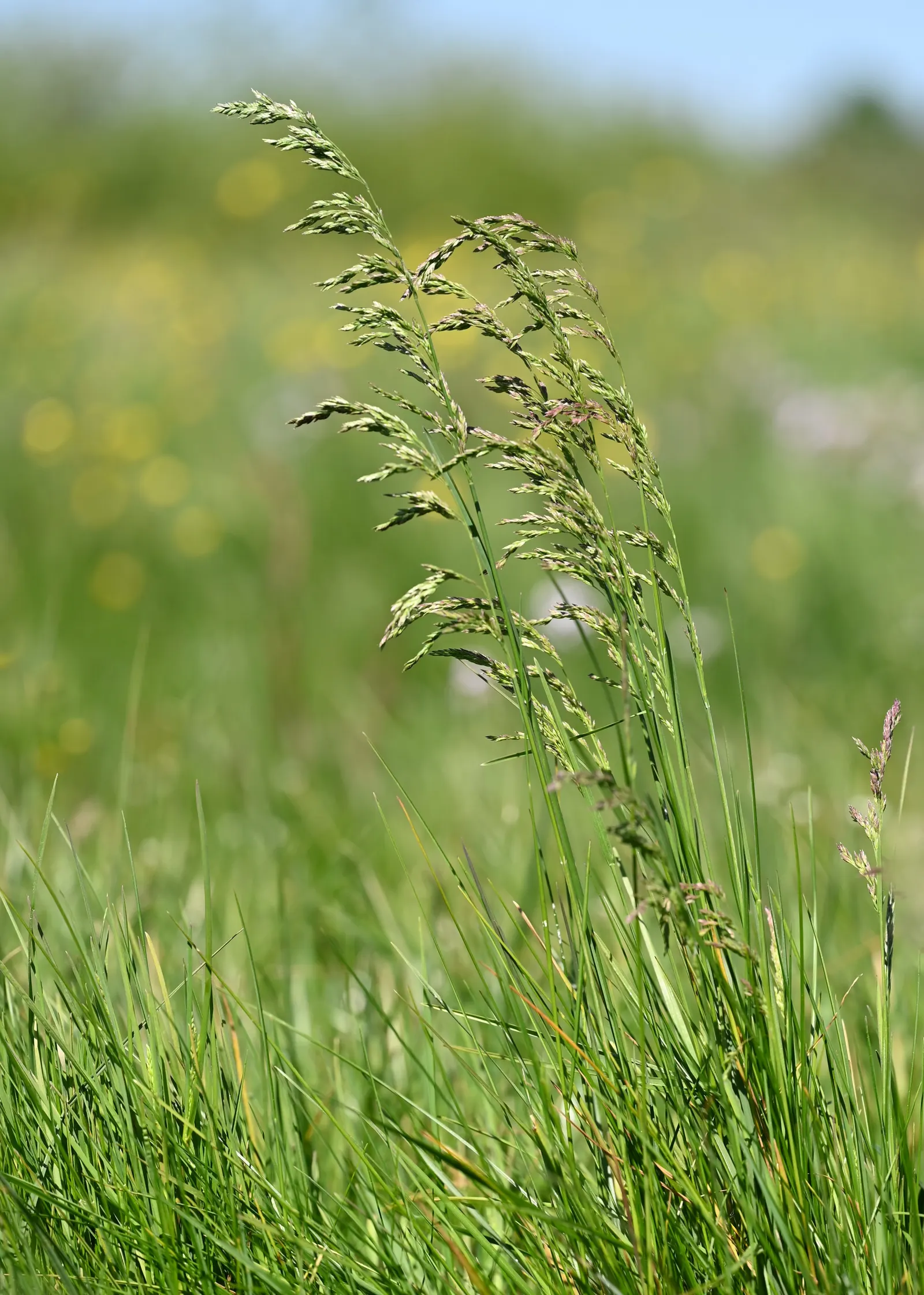 Kentucky Bluegrass (Poa Pratensis) — especially during hot or dry periods; fine-textured blades that form a dense