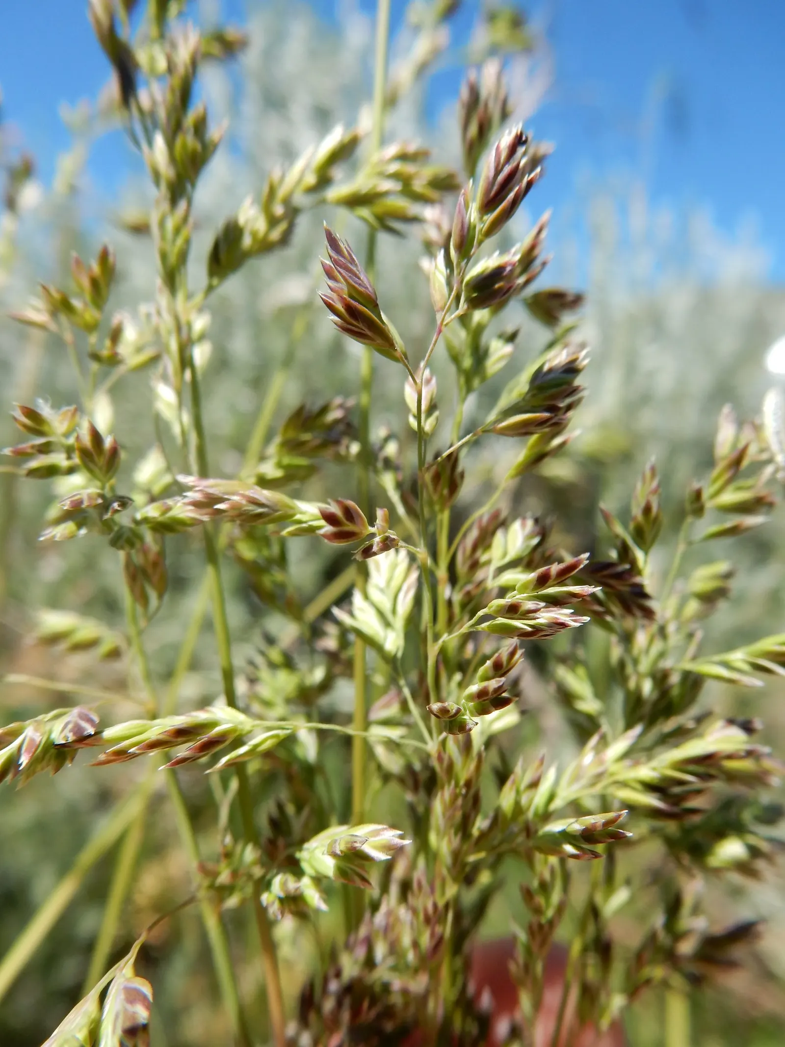 Kentucky Bluegrass (Poa Pratensis) — Mowing height recommendation is 2.5 to 3.5 inches to maintain a healthy lawn