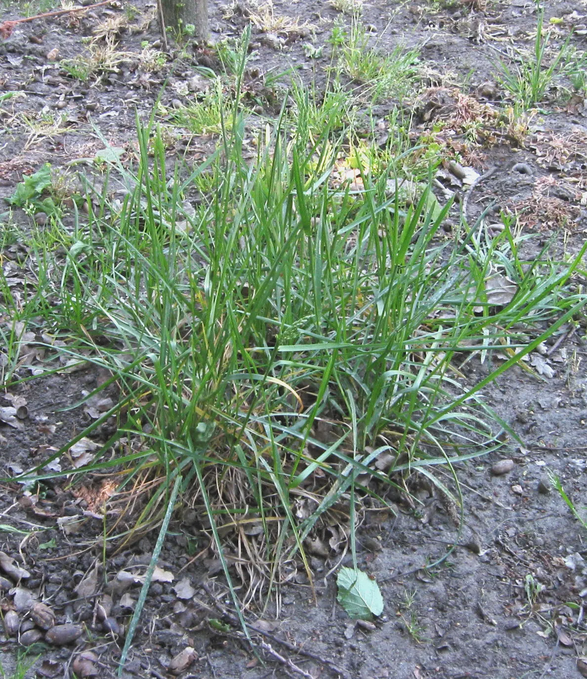 Kentucky Bluegrass (Poa Pratensis) — consider incorporating this grass for its durability and ability to self-repair via rhizomes