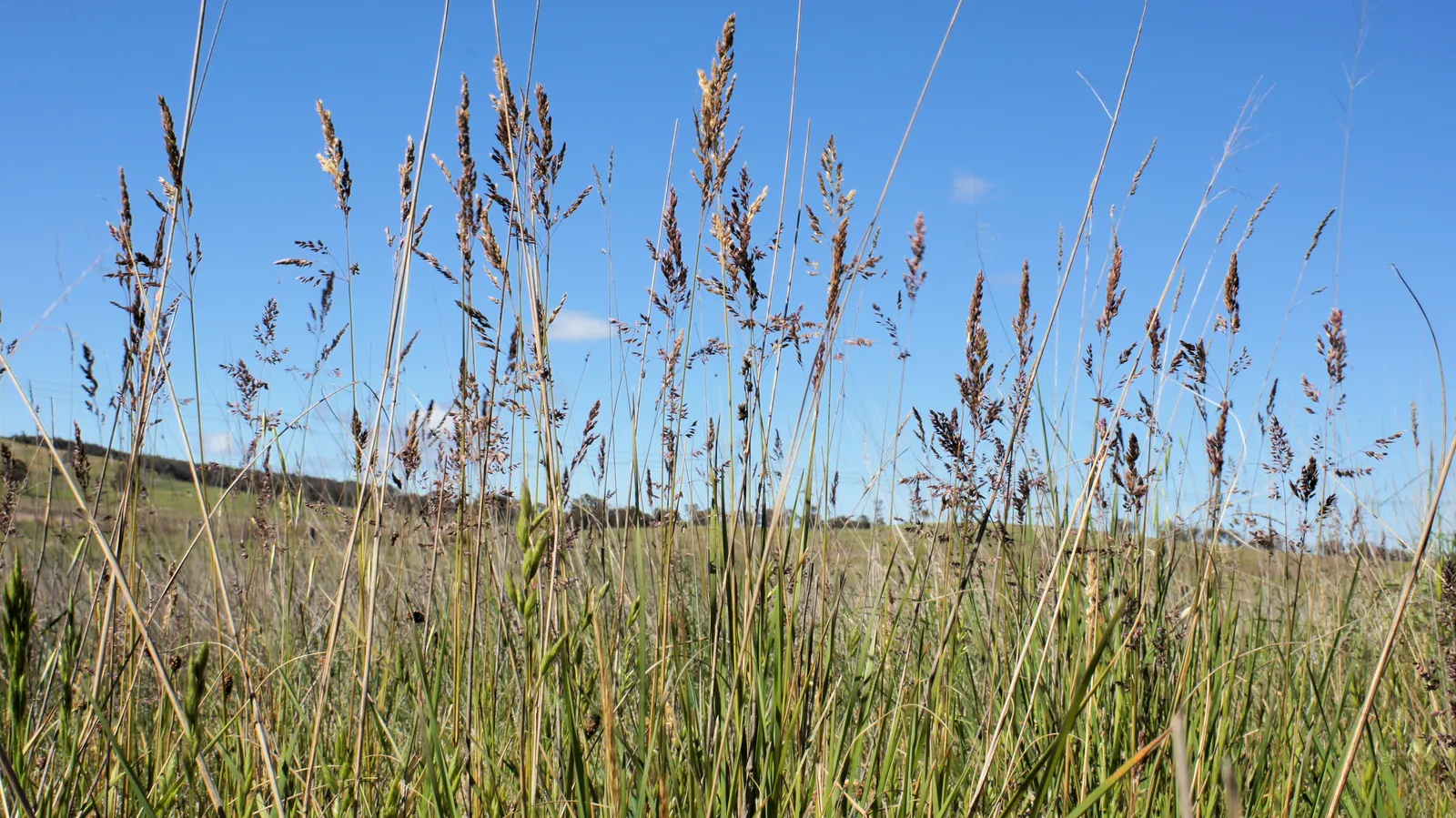 Kentucky Bluegrass (Poa Pratensis) — consider incorporating this grass for its durability and ability to self-repair via rhizomes; this turfgrass, image 69