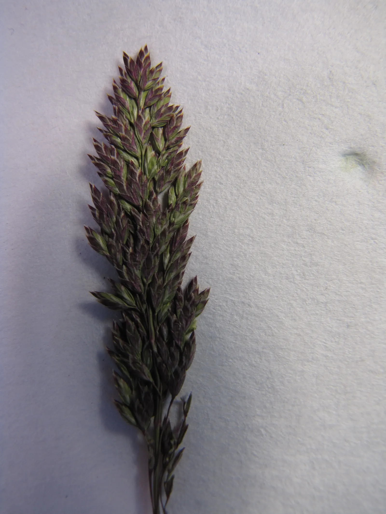 Kentucky Bluegrass (Poa Pratensis) — It prefers full sun but tolerates light shade, although growth may become sparser under such conditions; making it an