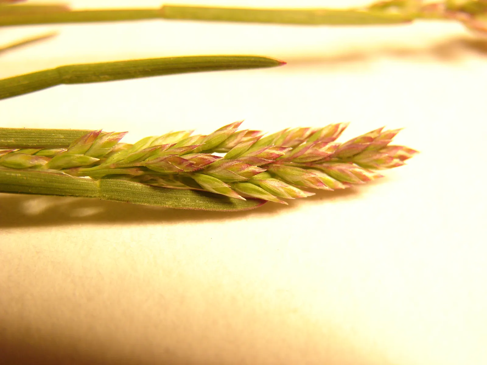 Kentucky Bluegrass (Poa Pratensis) — It's adaptable, but prefers well-drained soil with a pH of 6.0-7.0