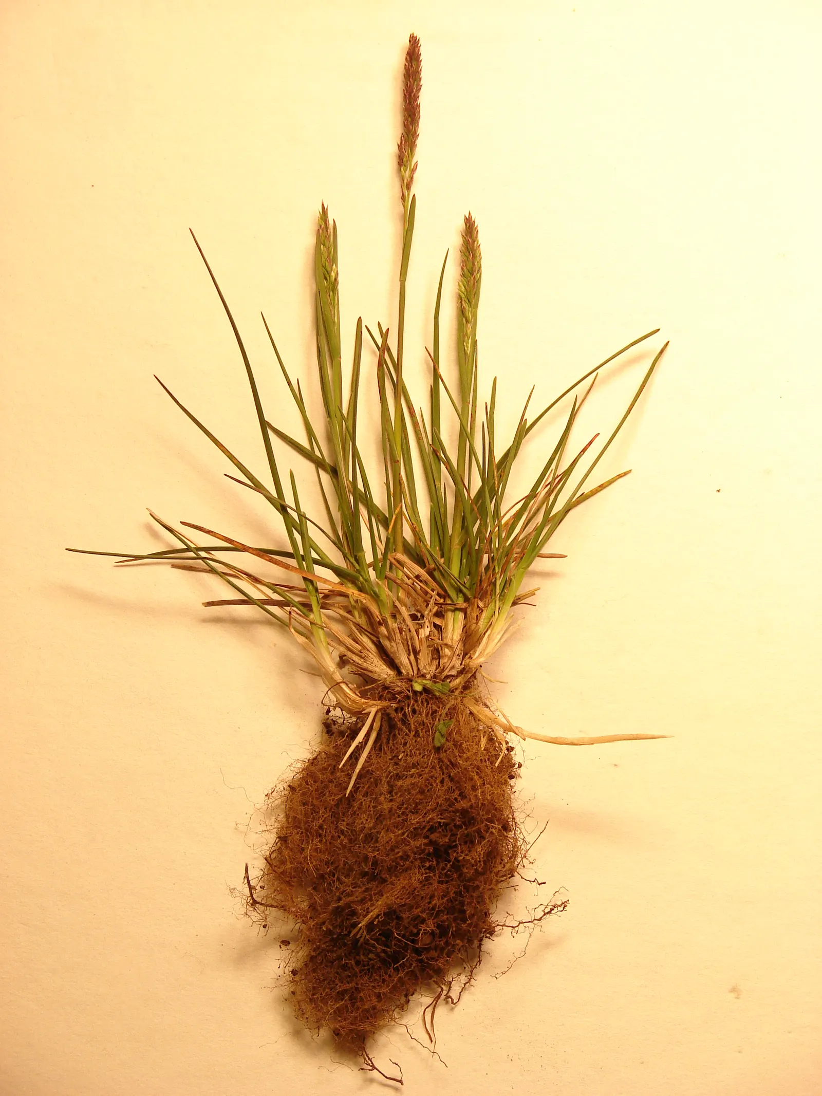 Kentucky Bluegrass (Poa Pratensis) — cool-season grass native to Europe; kentucky Bluegrass (Poa pratensis) is a perennial